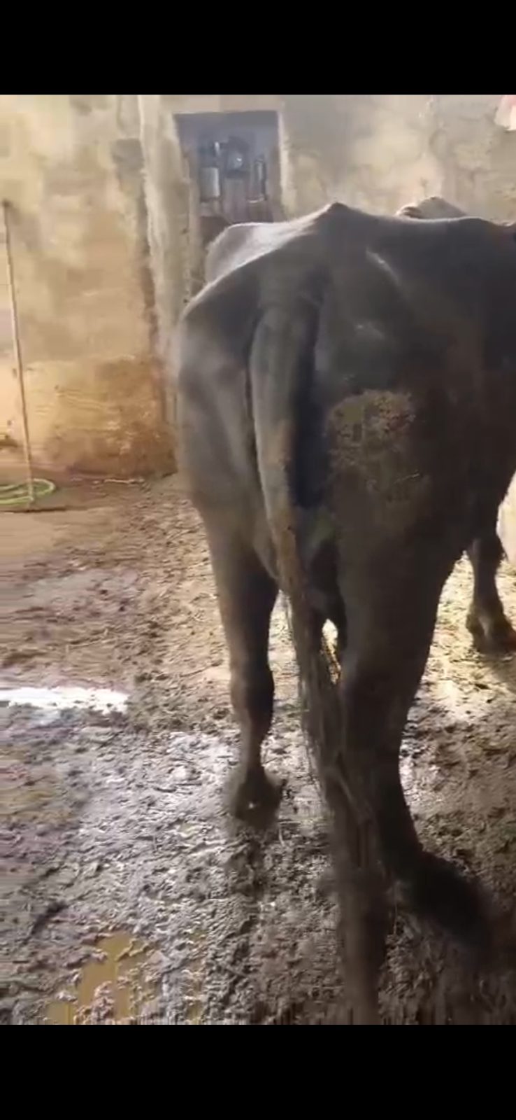 વેચાણ માટે 3