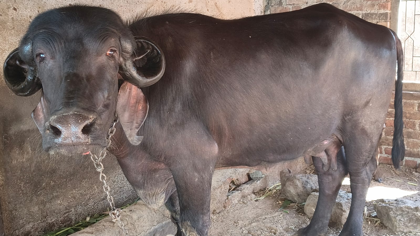 વેચાણ માટે 3