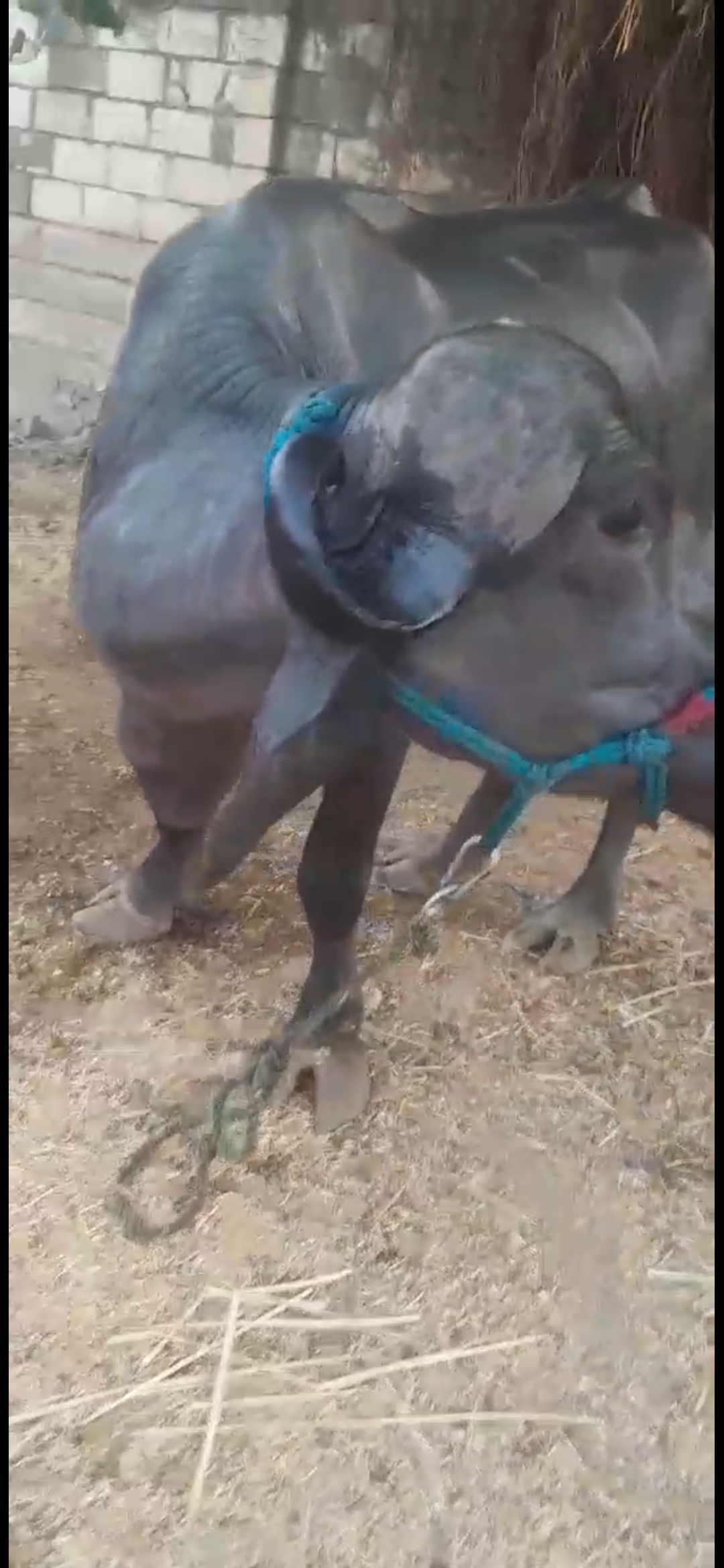 વેચાણ માટે 3