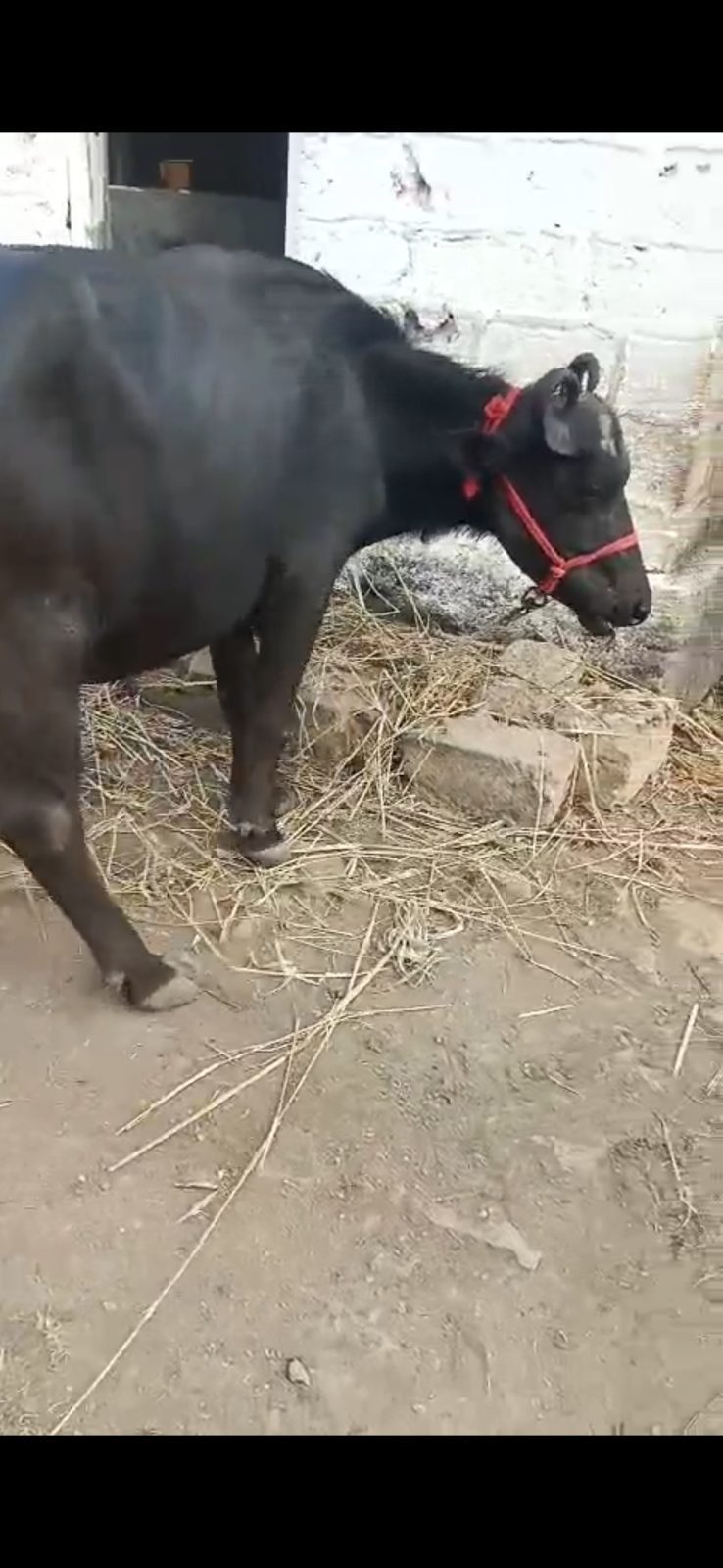 વેચાણ માટે 2
