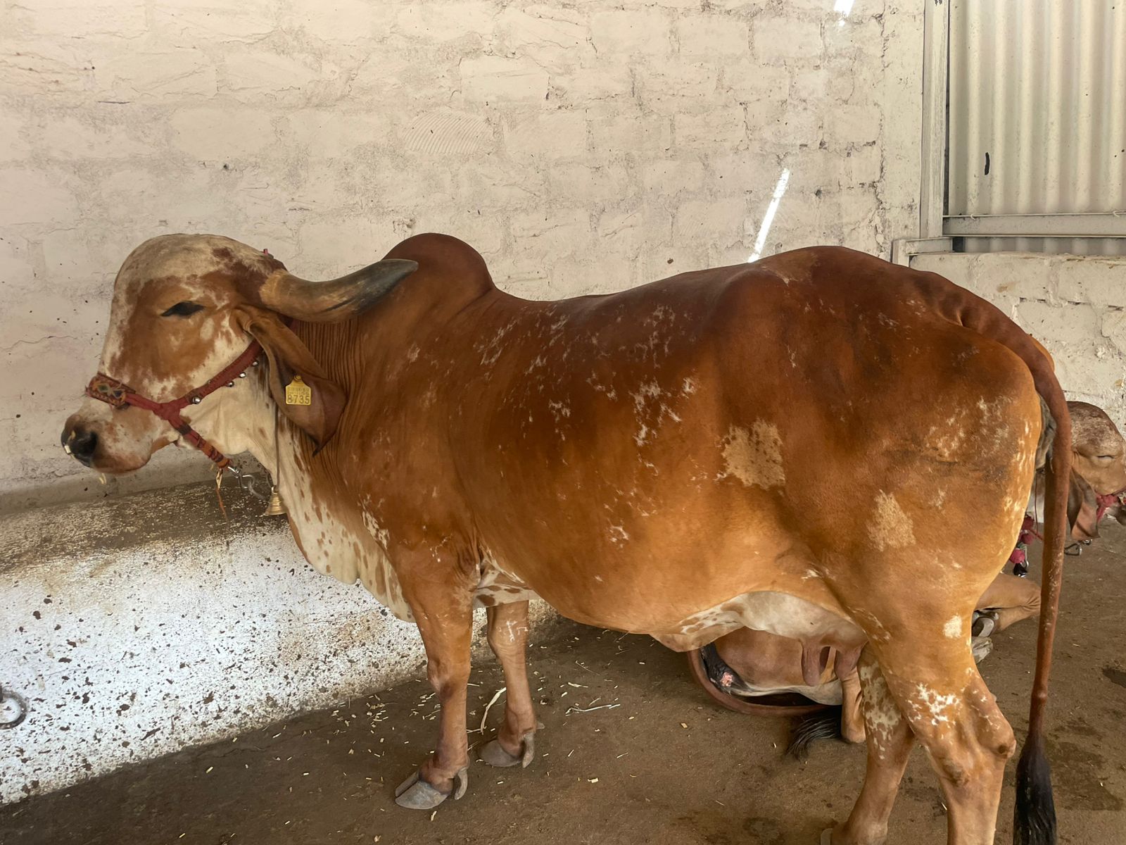 વેચાણ માટે