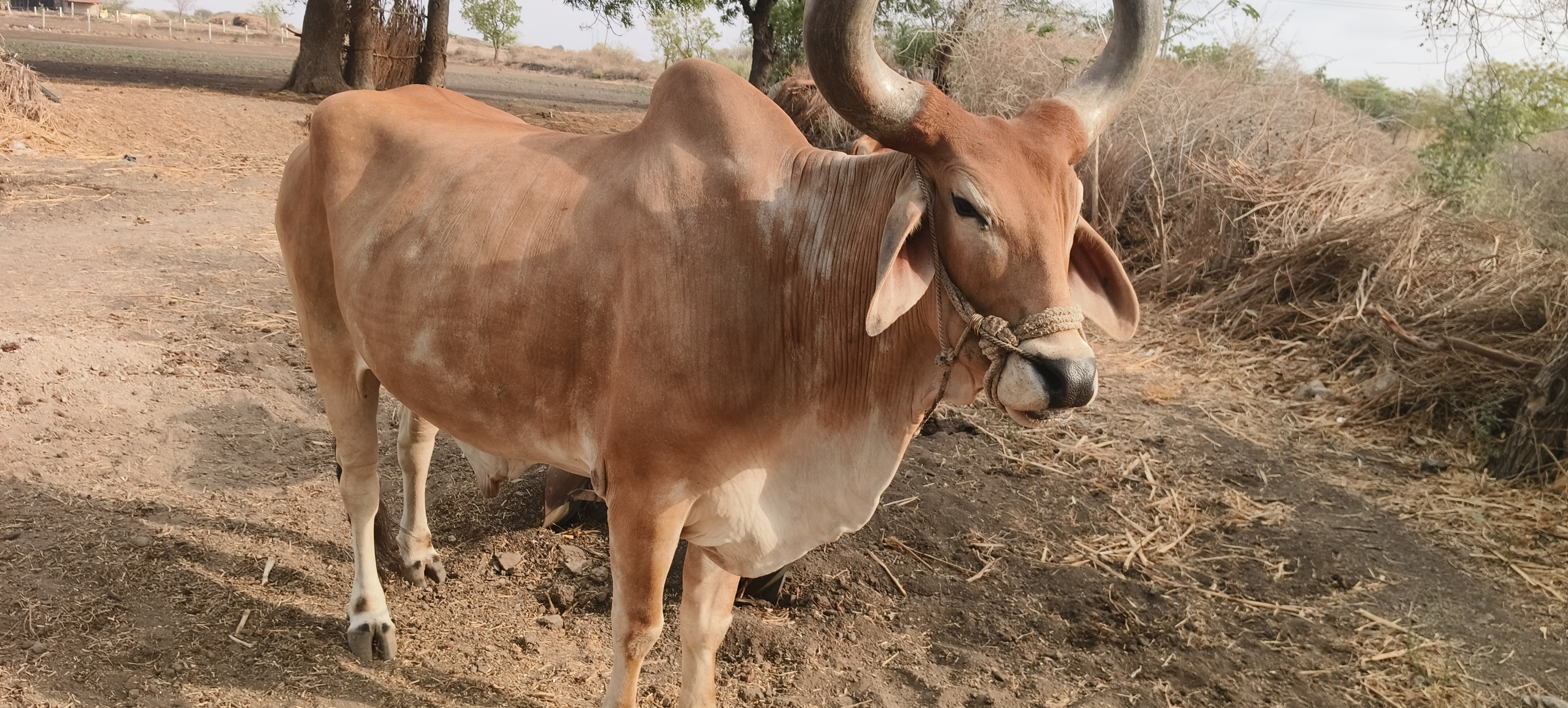 ₹15,000 માં  ગામ કસવાળી, સાયલા તાલુકો