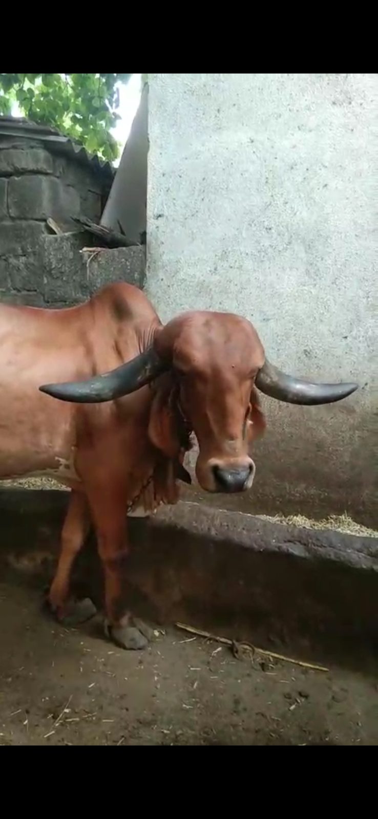 વેચાણ માટે 4