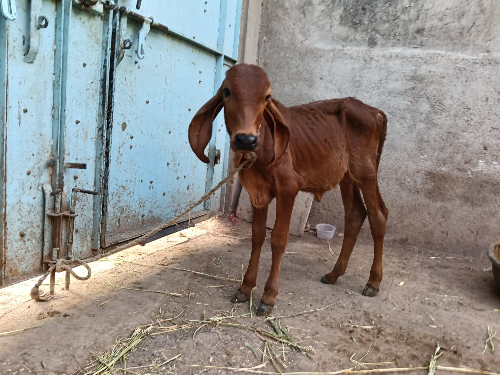 આ ગાય વેચવાની છે 2