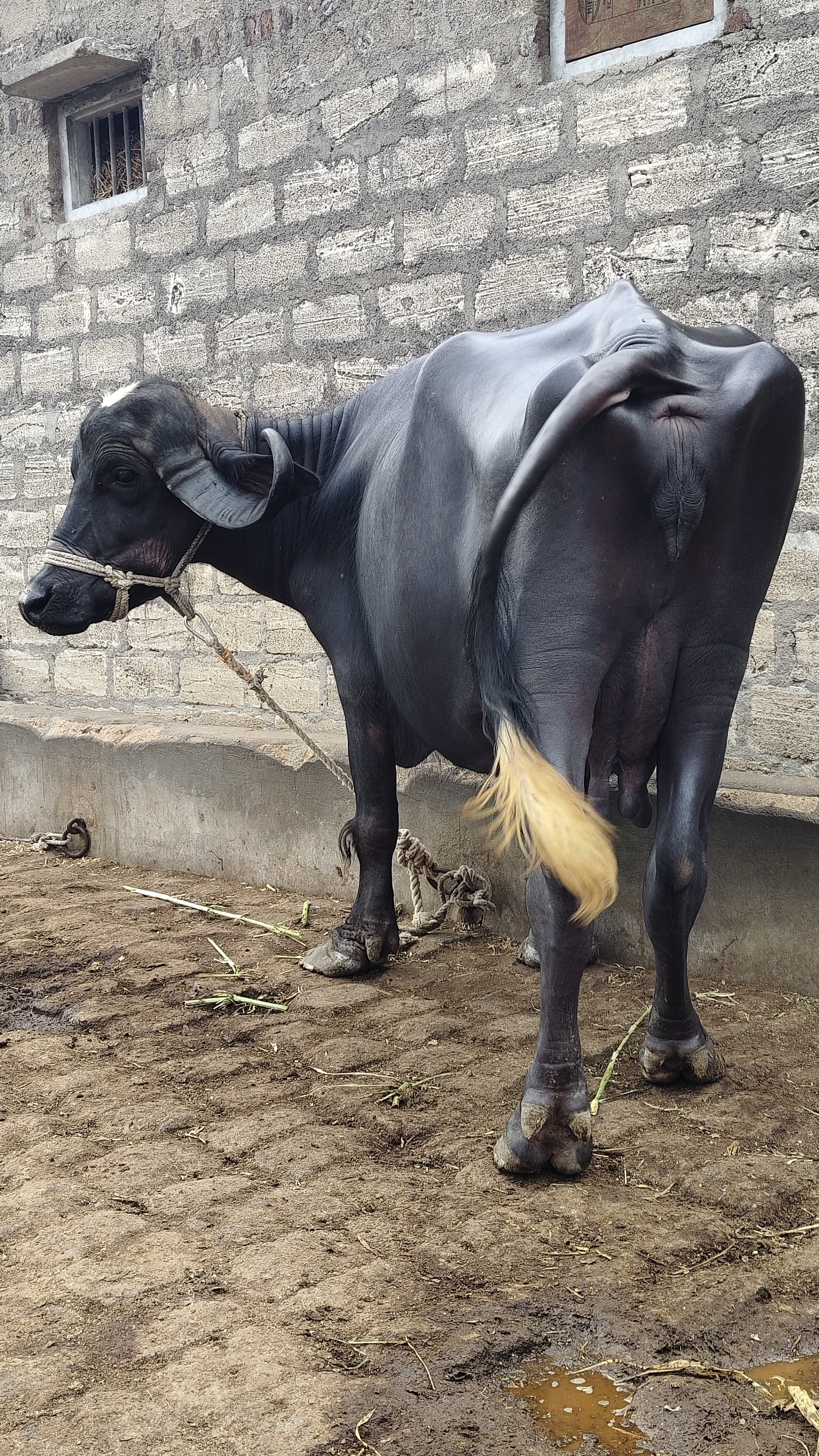 વેચાણ માટે 3