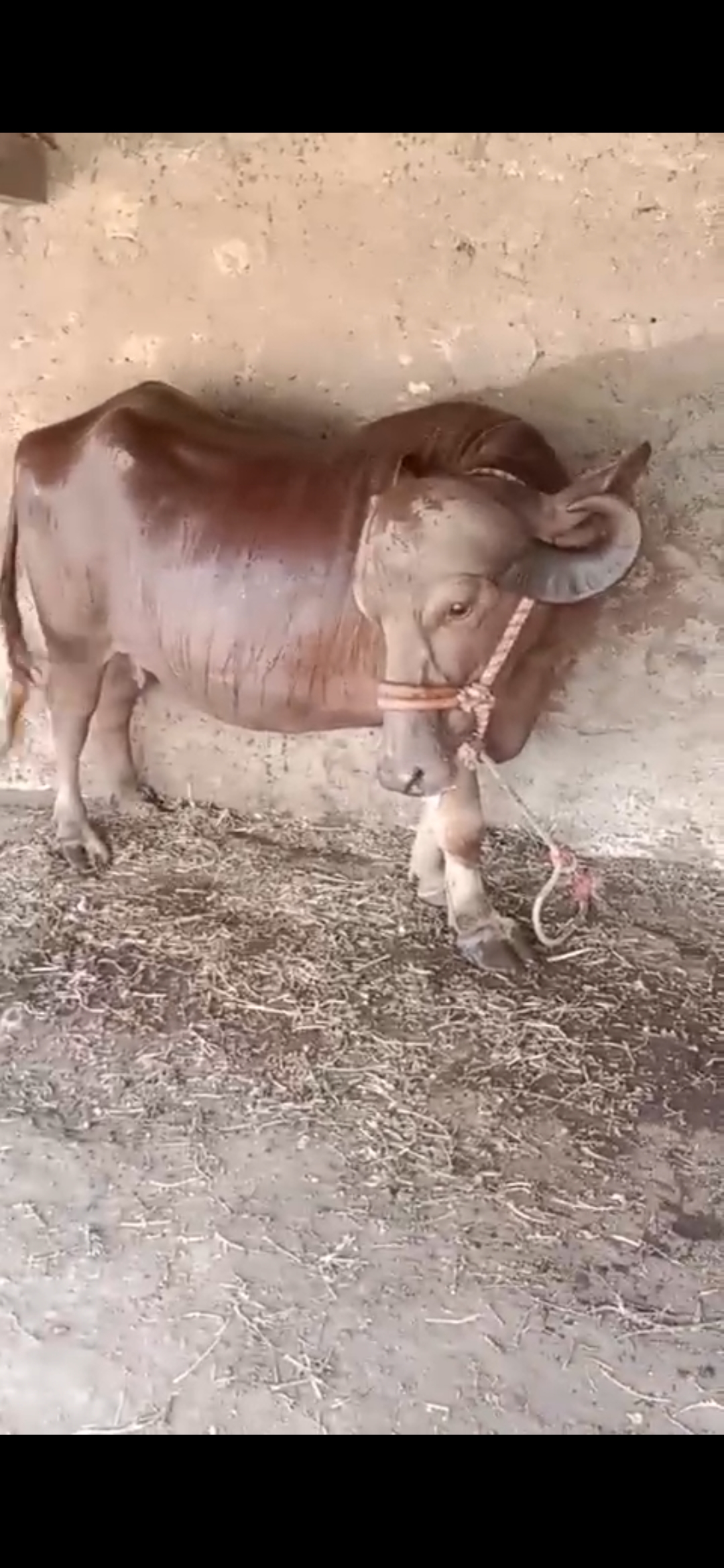 વેચાણ માટે 4