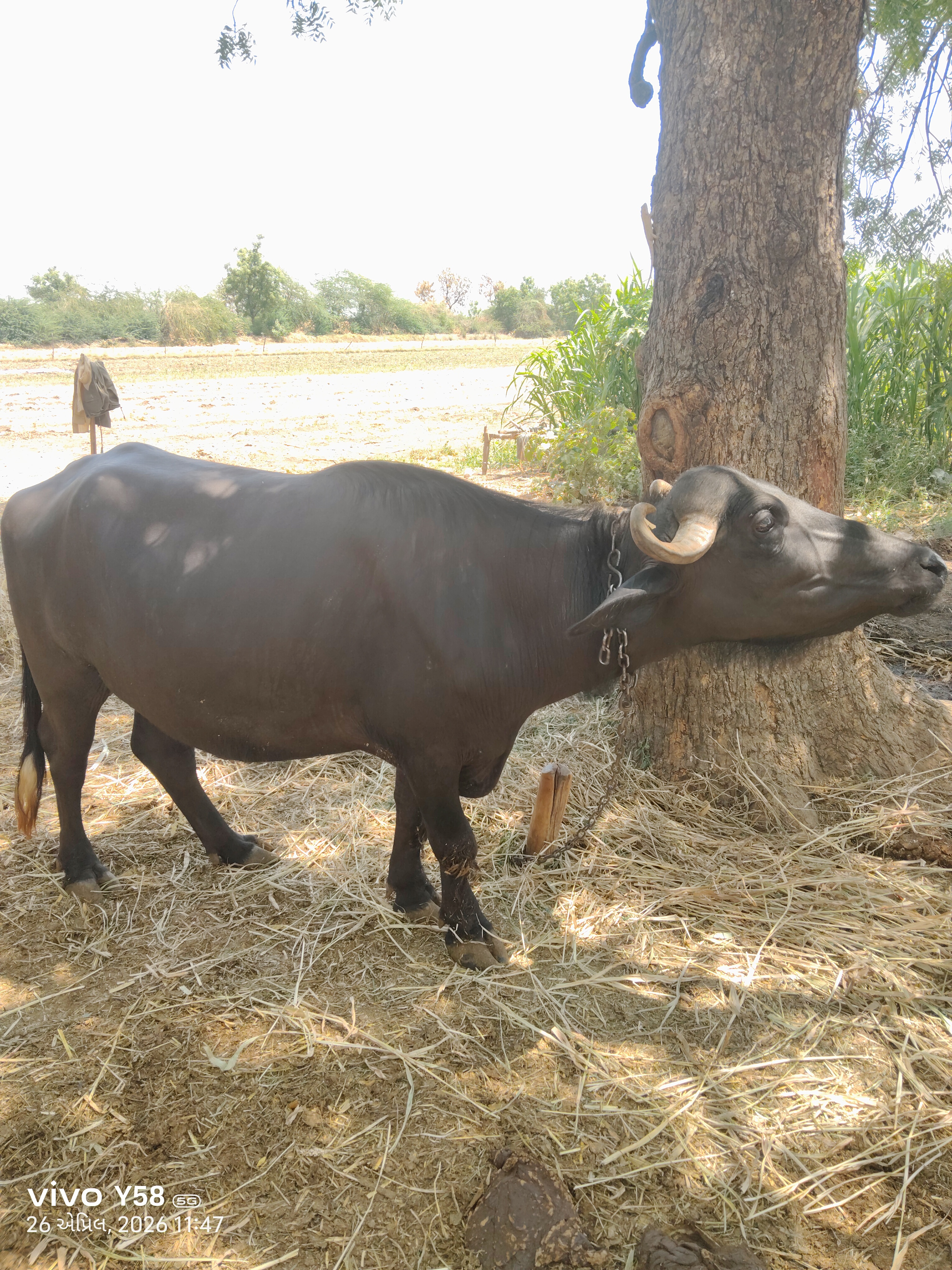 ભાવ થય જસે