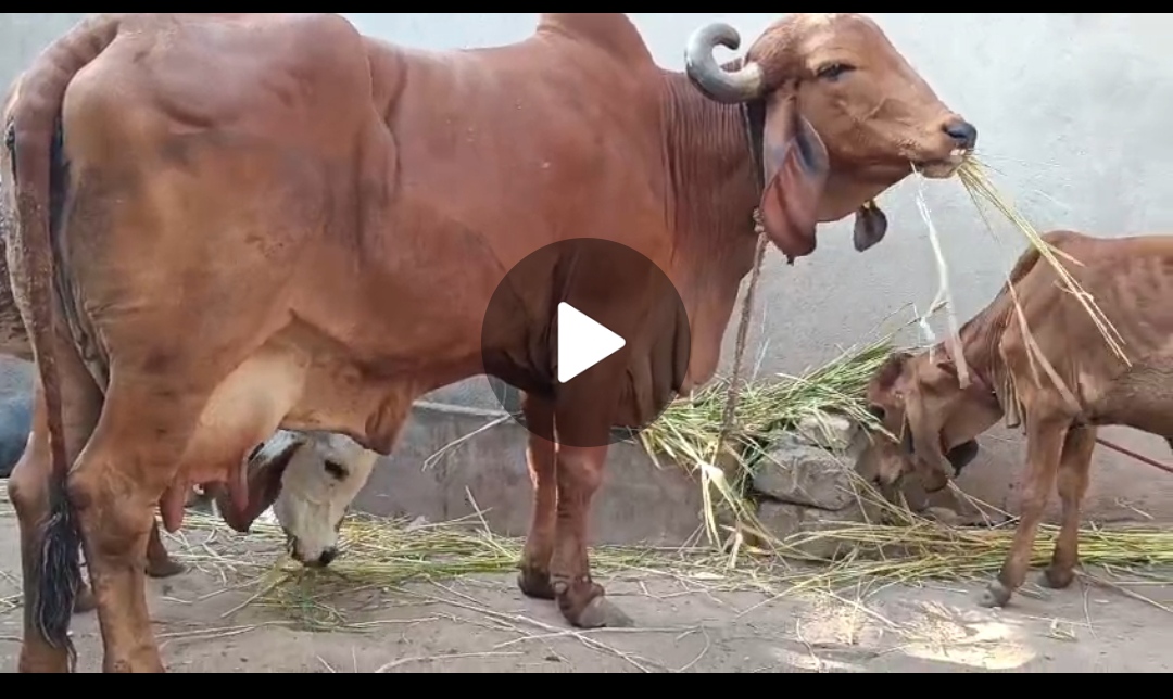 વેચાણ માટે