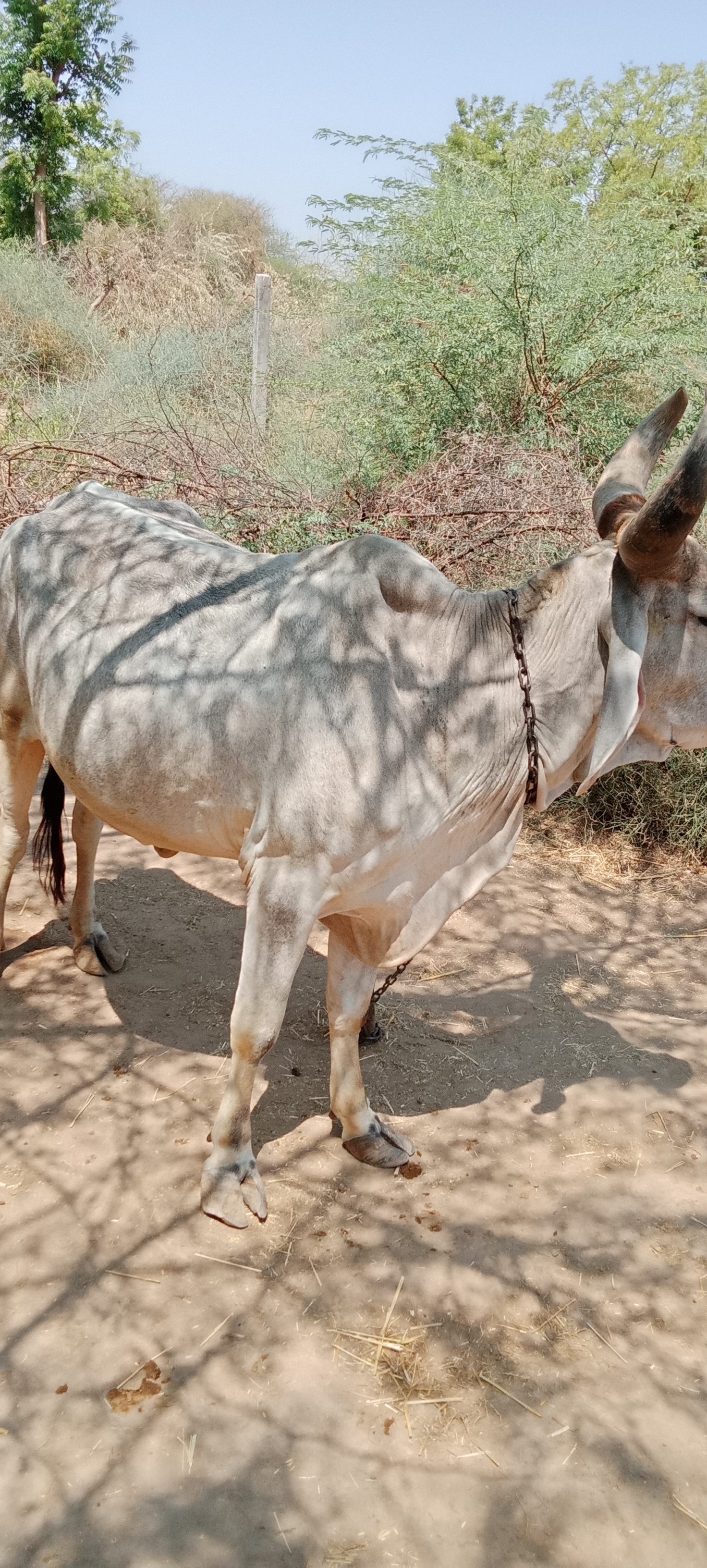 એક ગાય અને બે રડીયો વેચાણ માટે છે 3