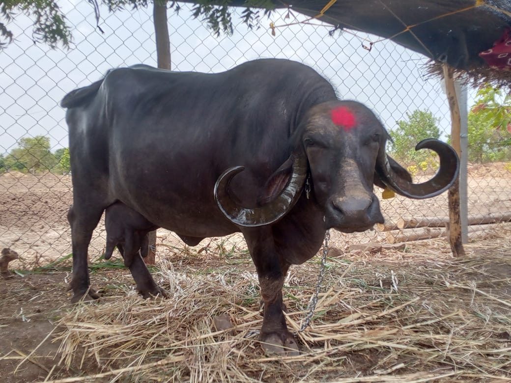 વેચાણ માટે 2