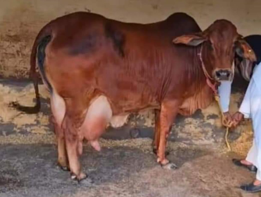 વેચાણ માટે