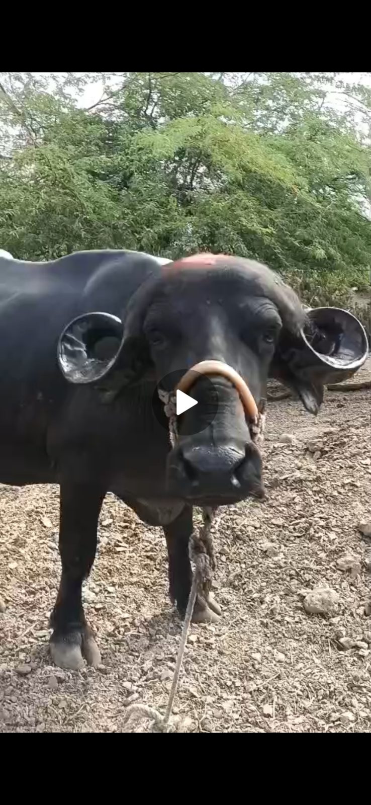 વેચાણ માટે