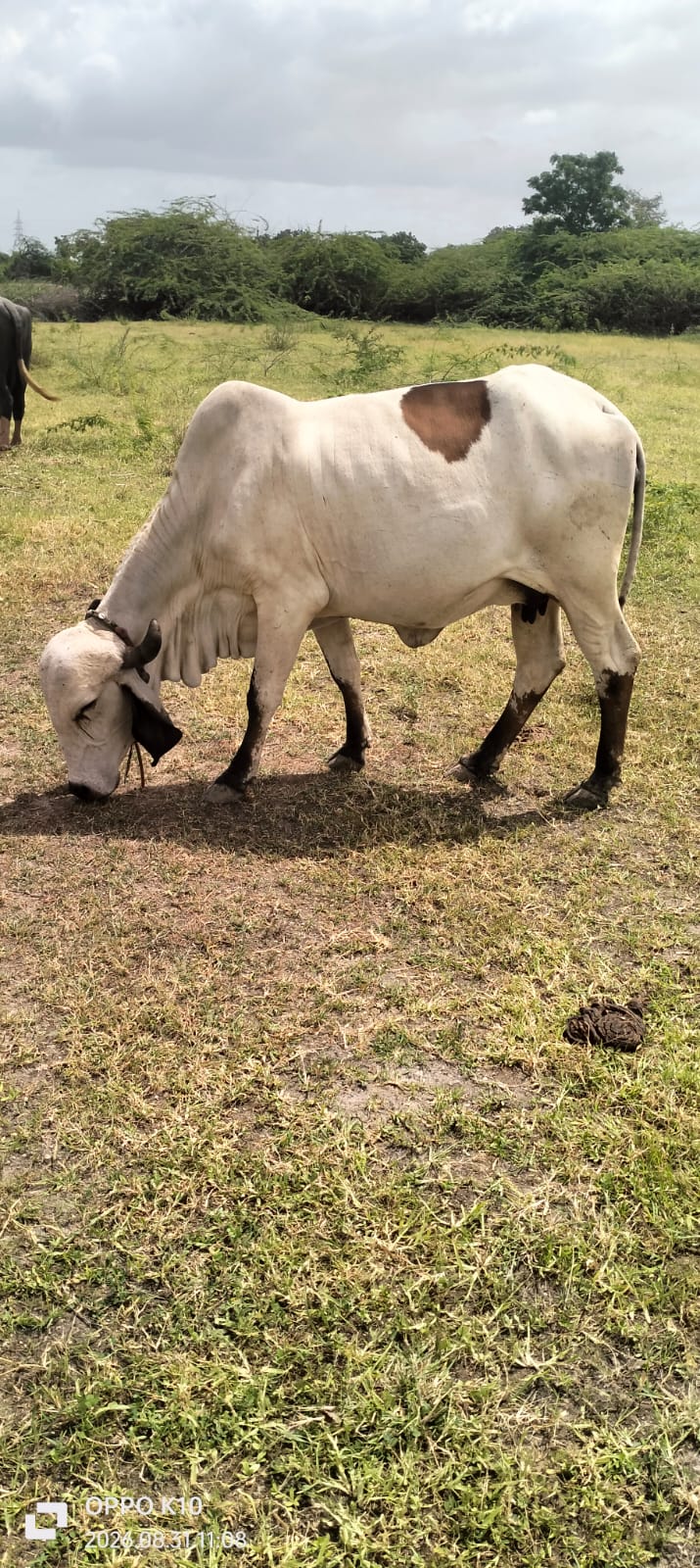 વેચાણ માટે 2
