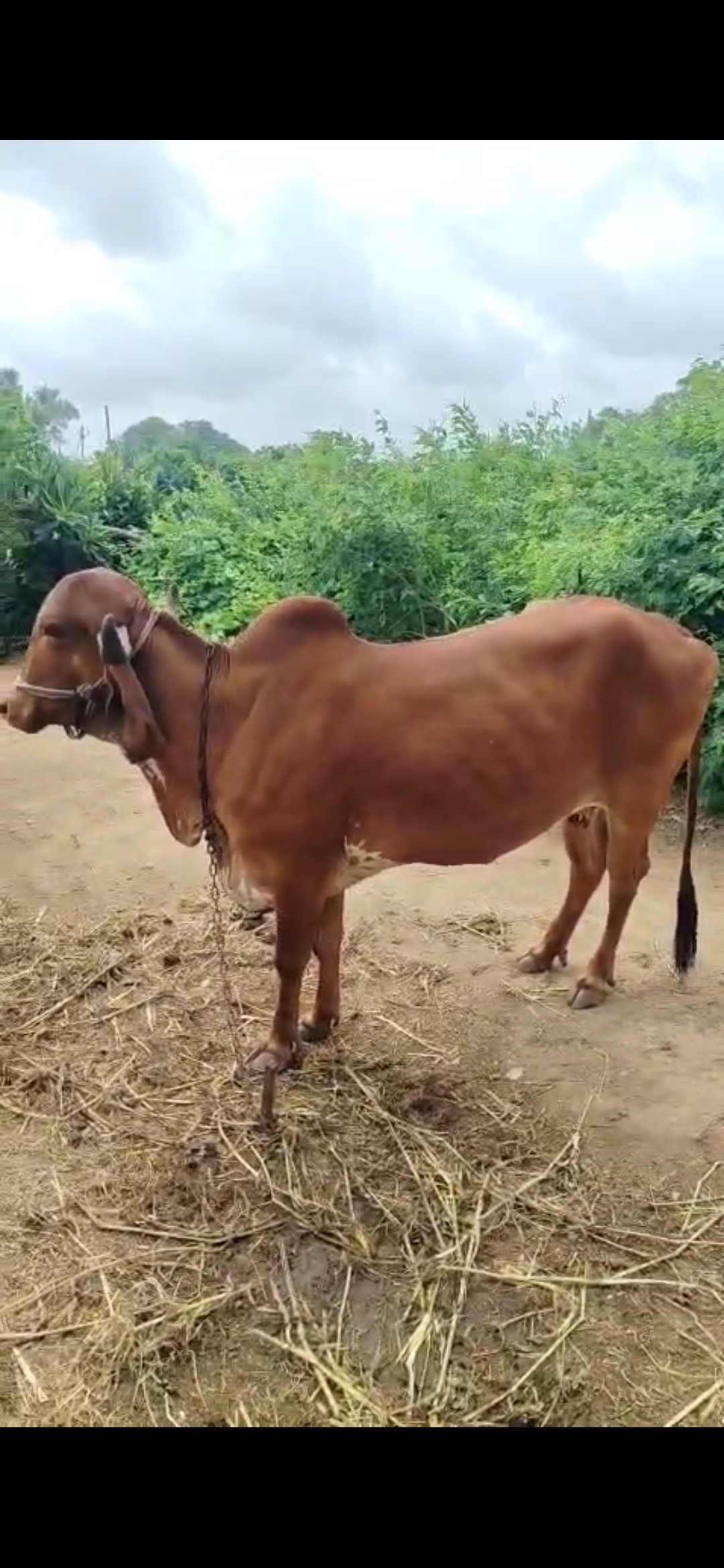 વેચાણ માટે 3