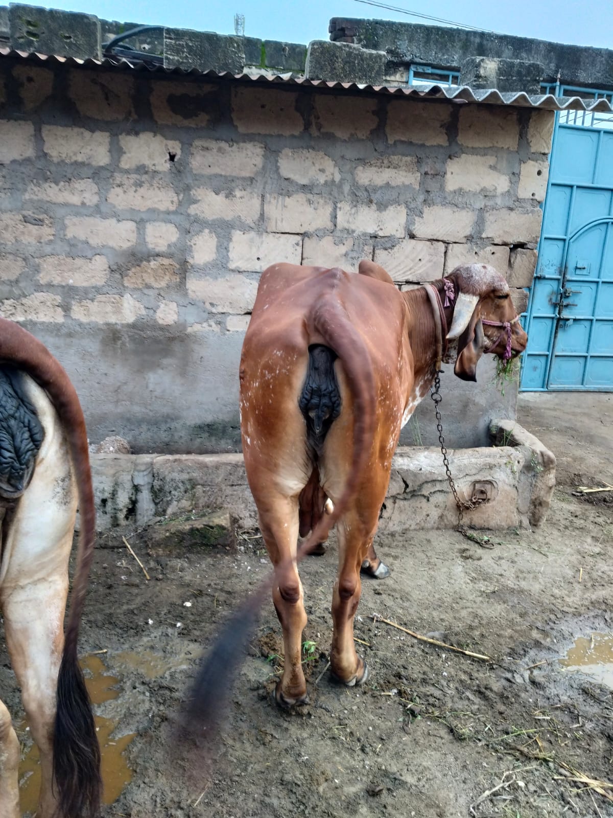 વેચાણ માટે 2