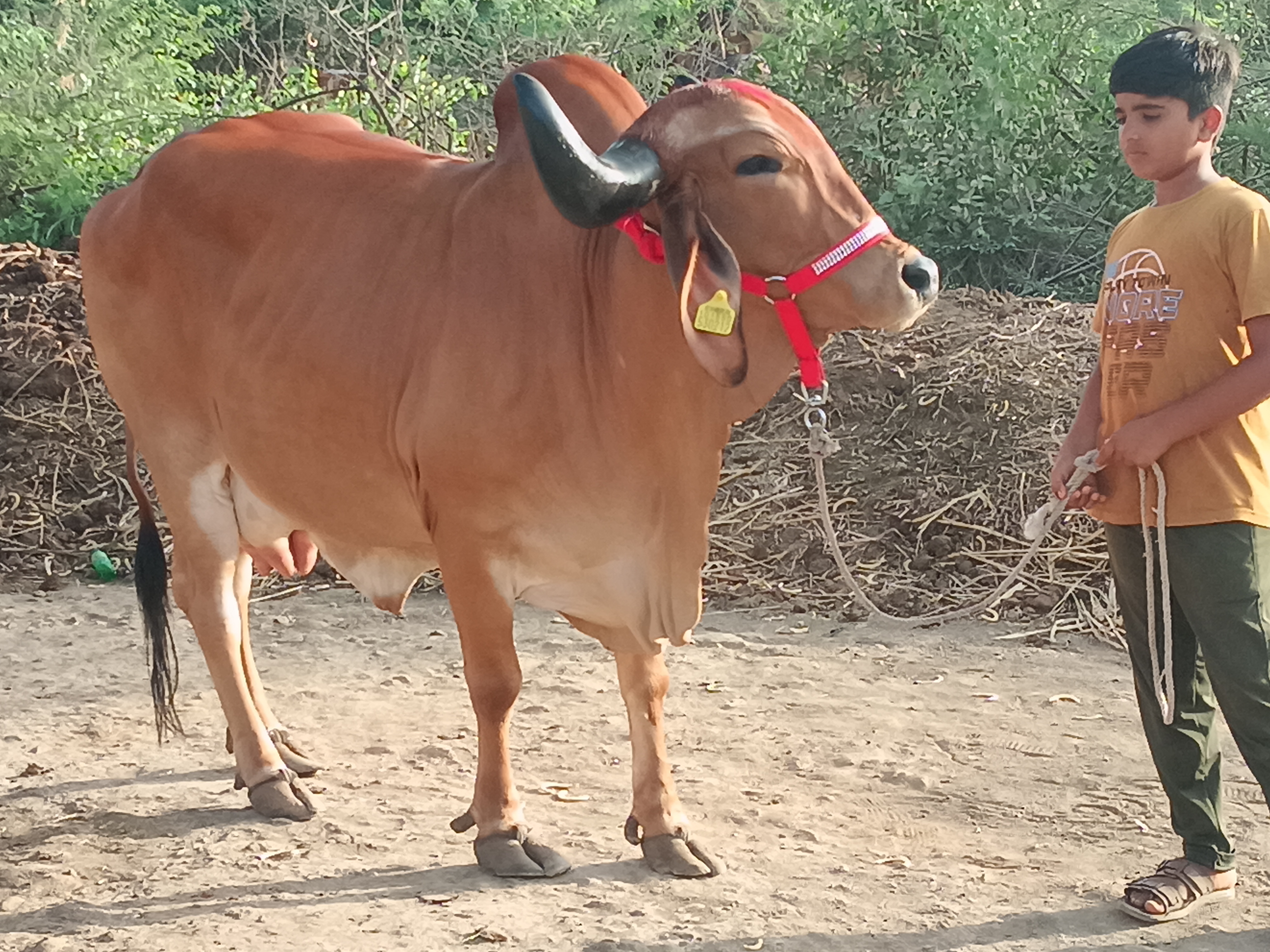 વેચાણ માટે 2