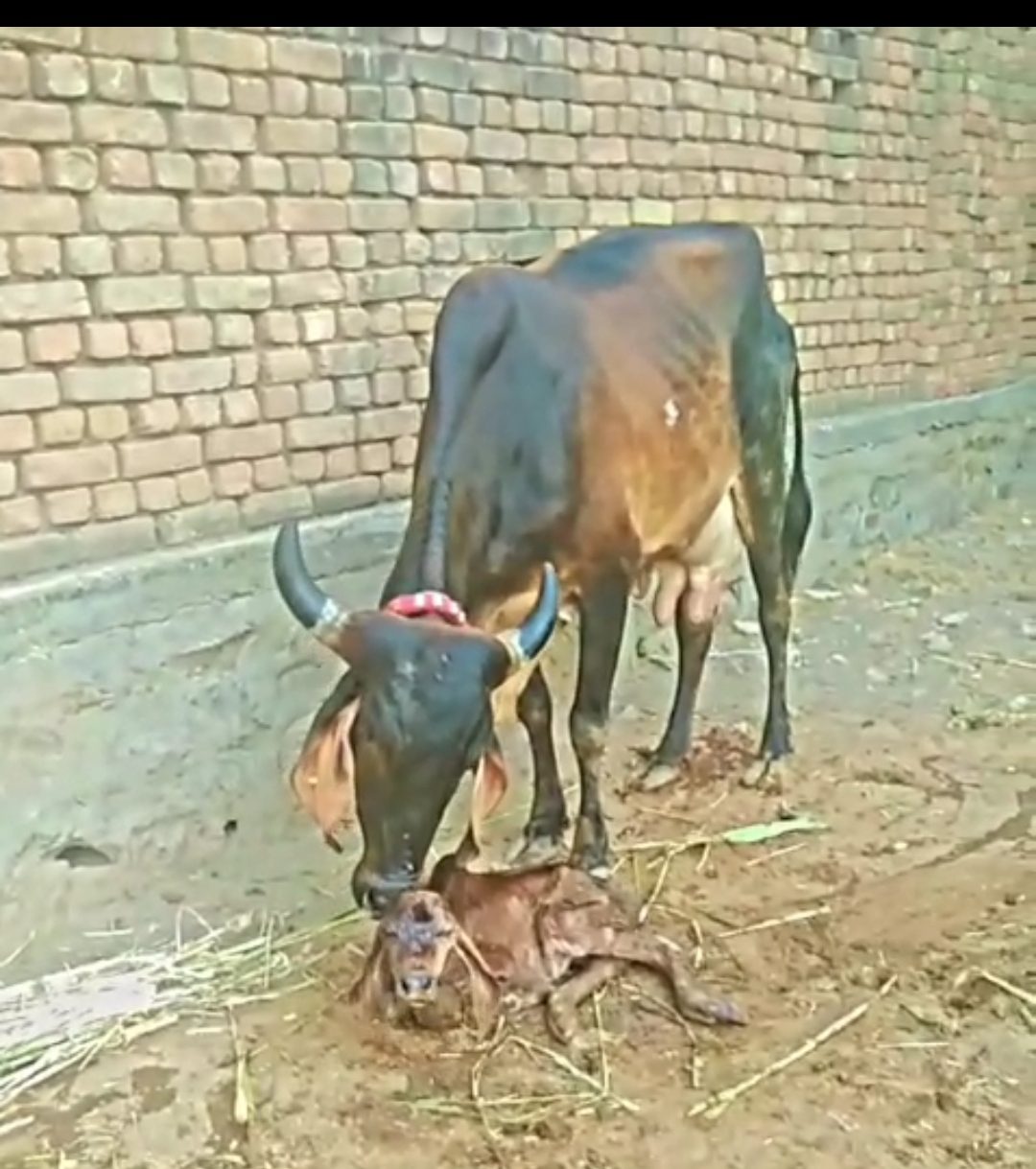 વેચાણ માટે 3