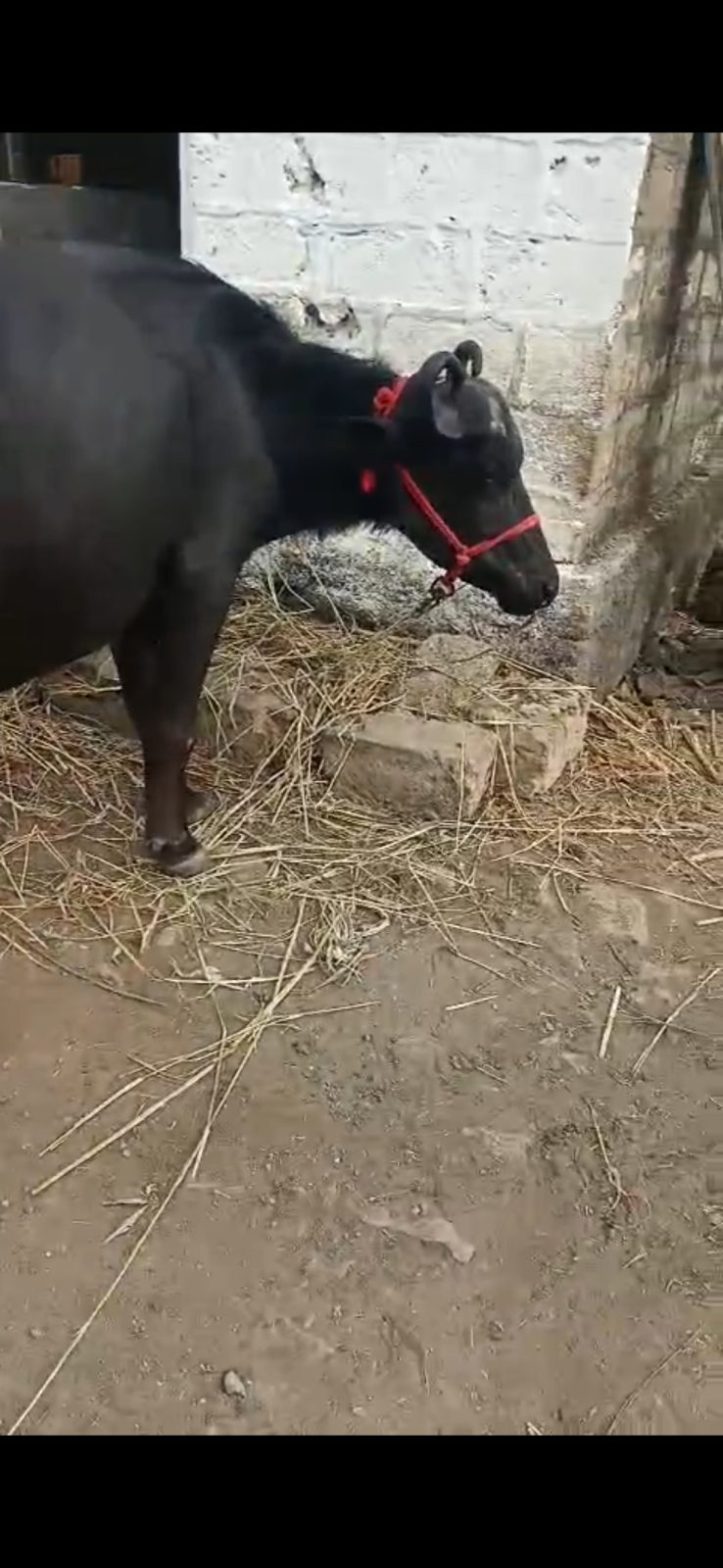 વેચાણ માટે 4