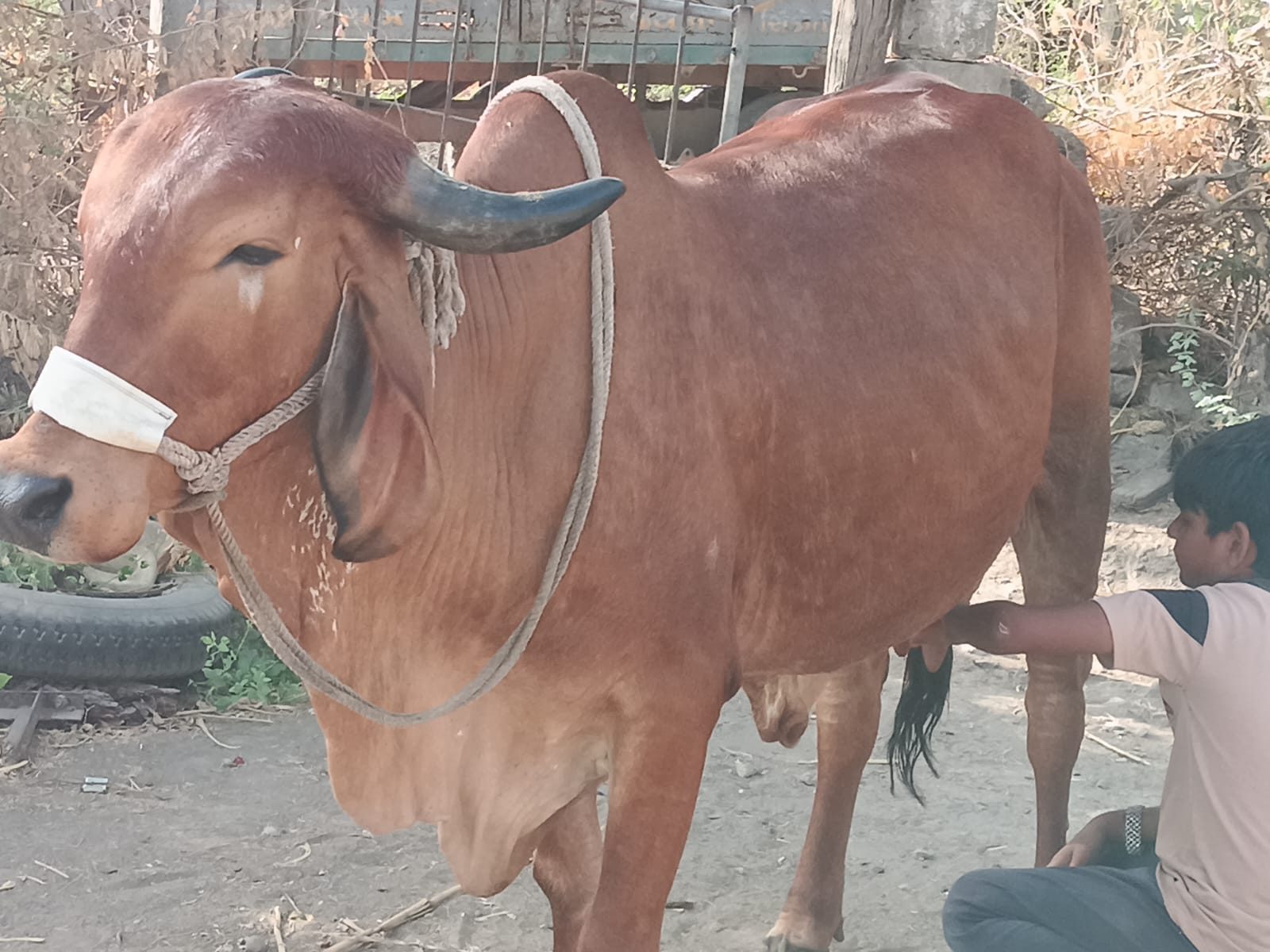 વેચાણ માટે 3