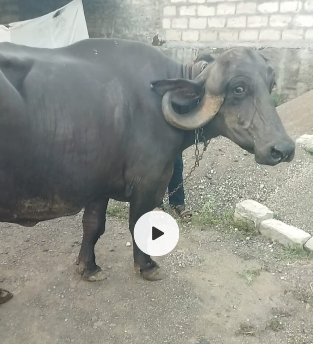 વેચાણ માટે