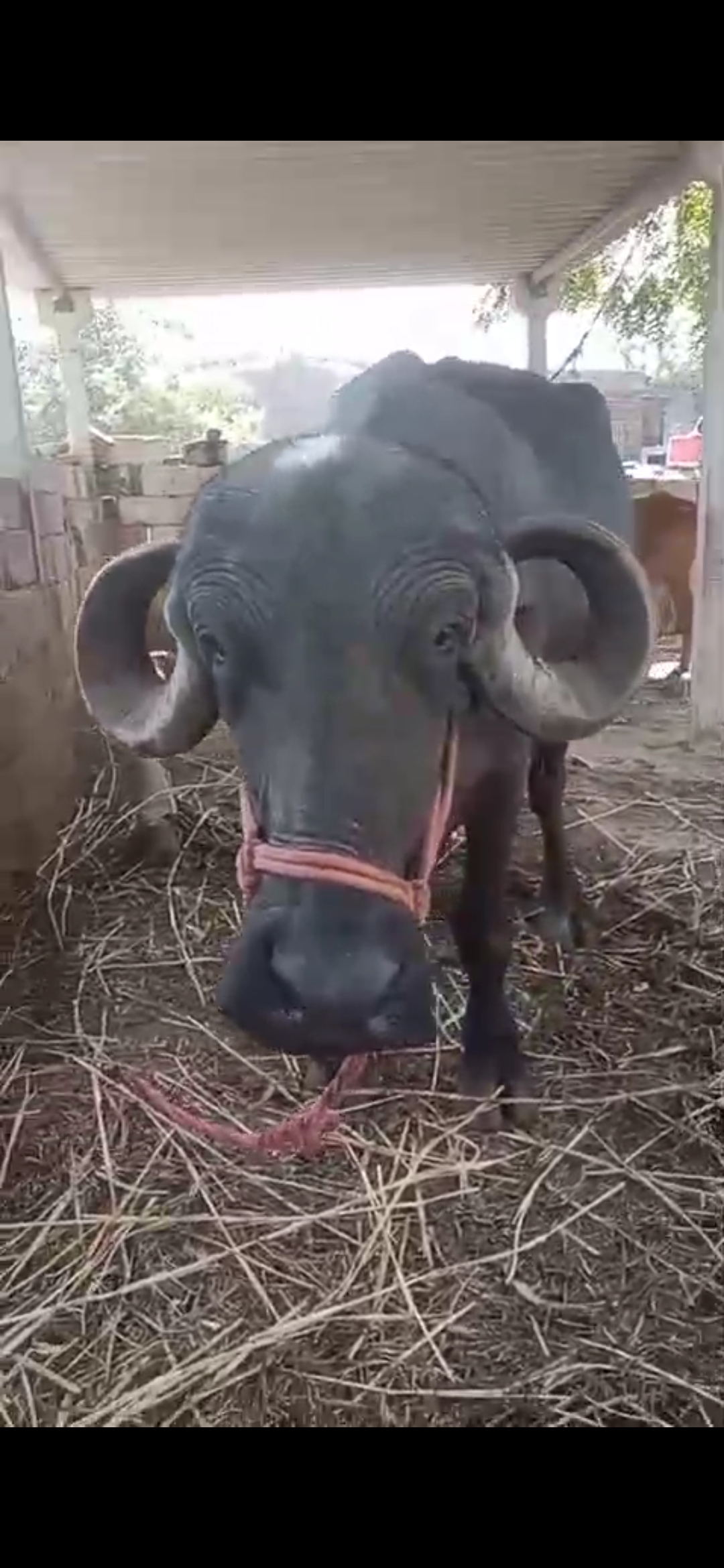 ₹150,000 માં  વીસ દિવસની કાચી
