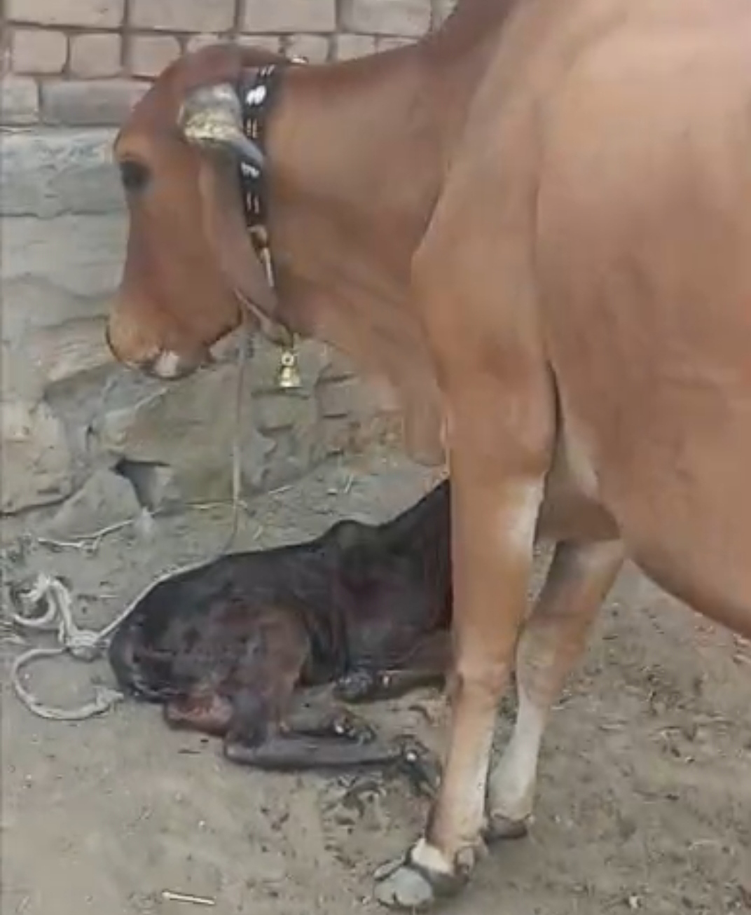 વેચાણ માટે