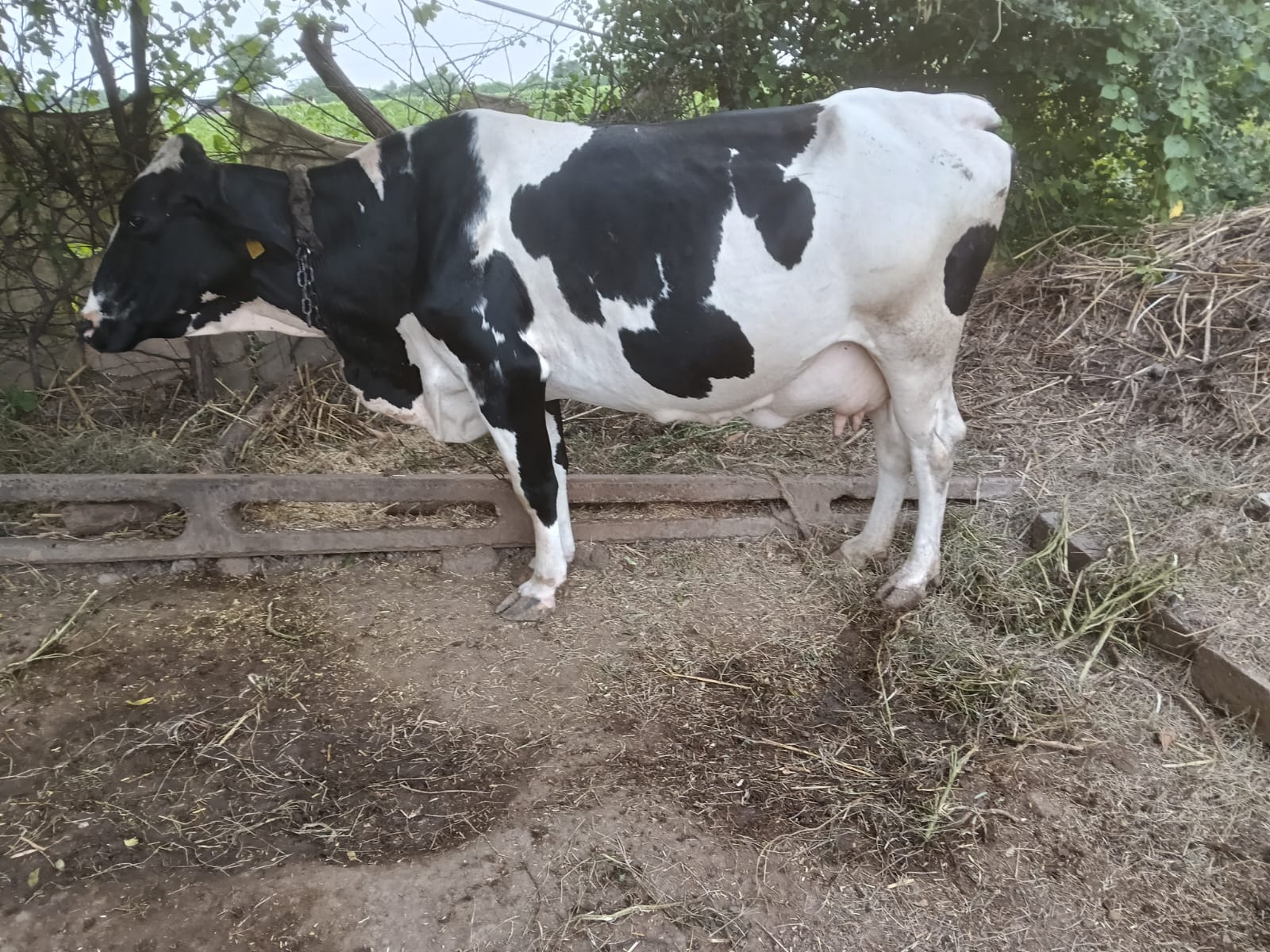 વેચાણ માટે