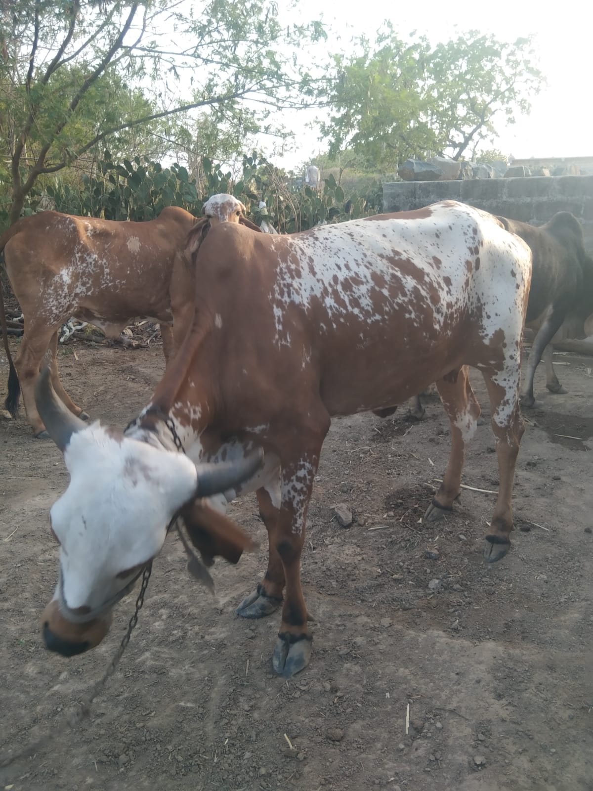 વેચાણ માટે 4