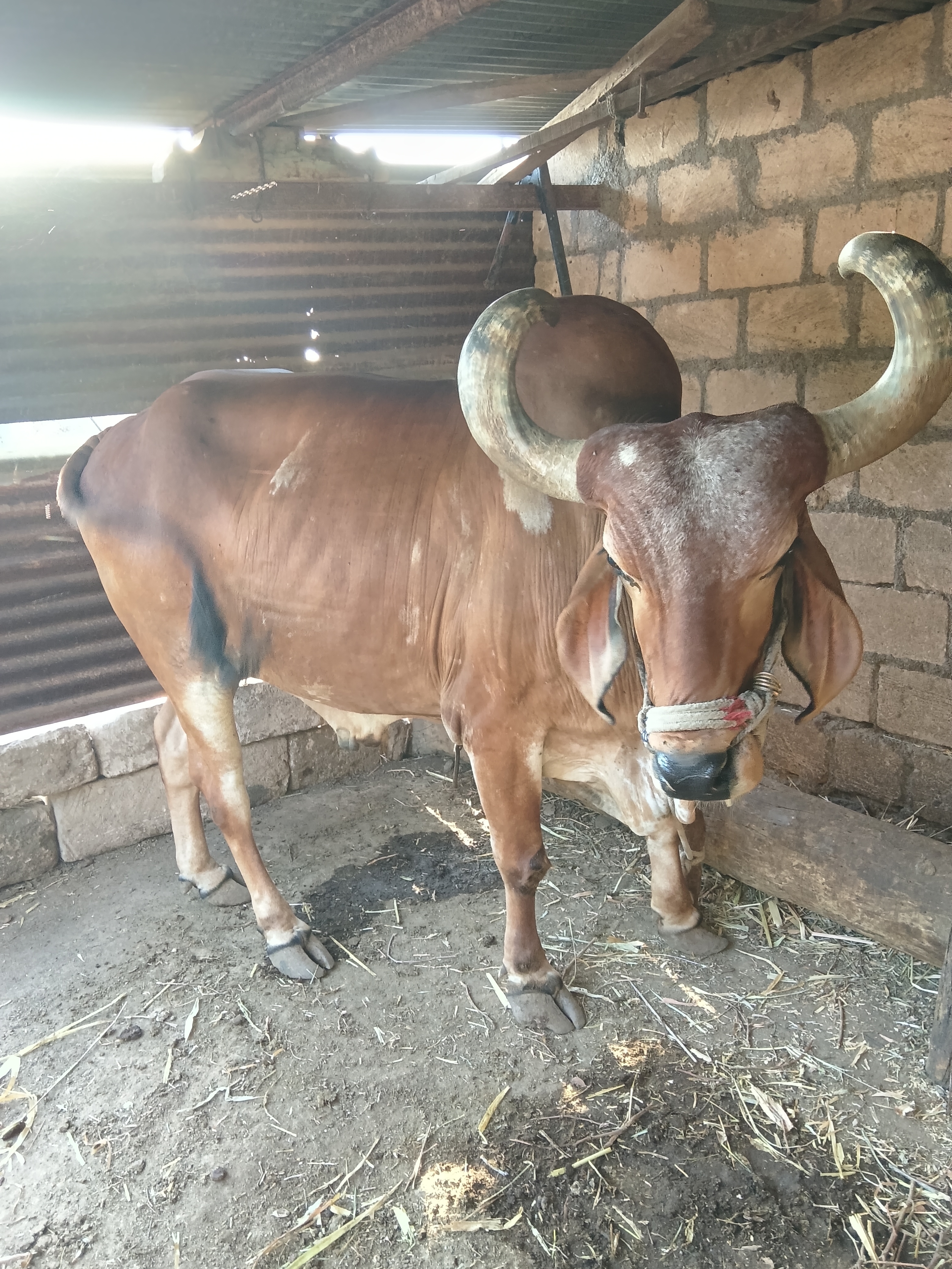 વેચાણ માટે