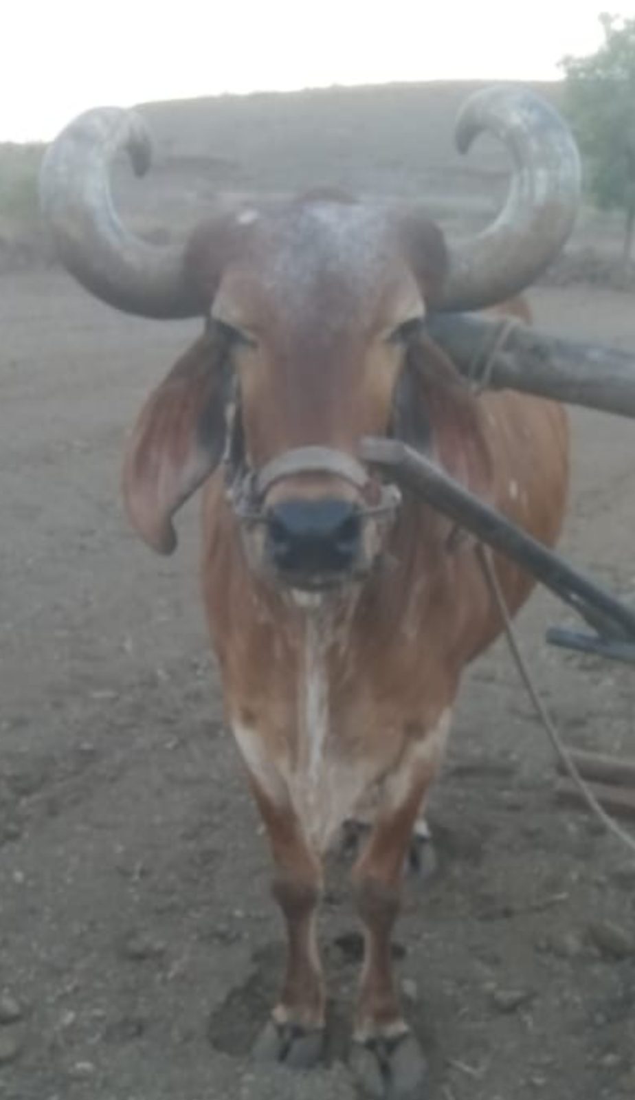 બળદ  વેચવાનો છે