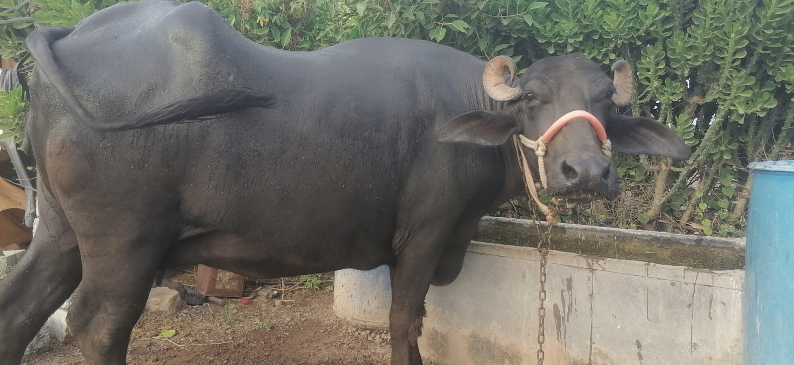 વેચાણ માટે