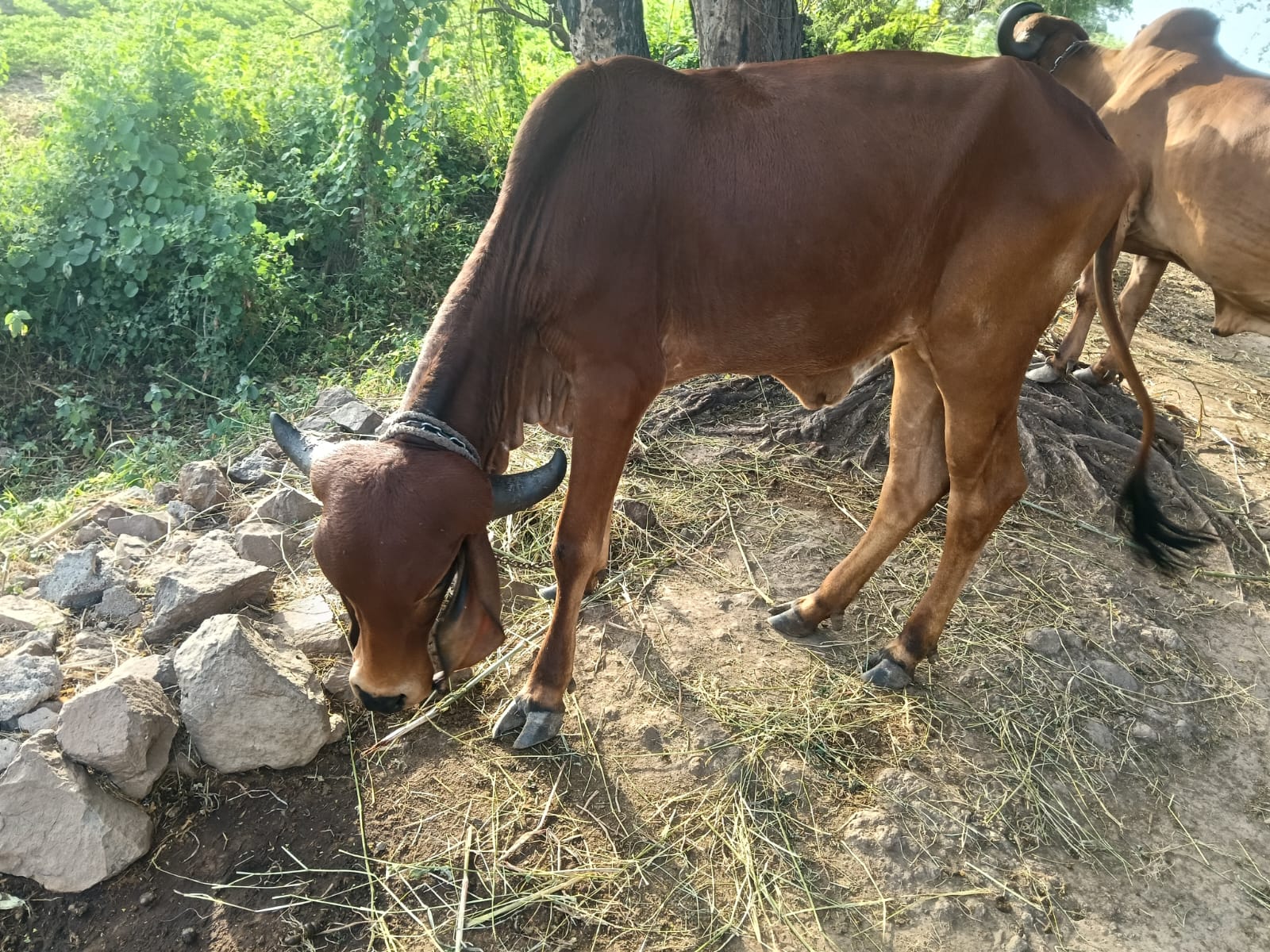 વેચાણ માટે 2