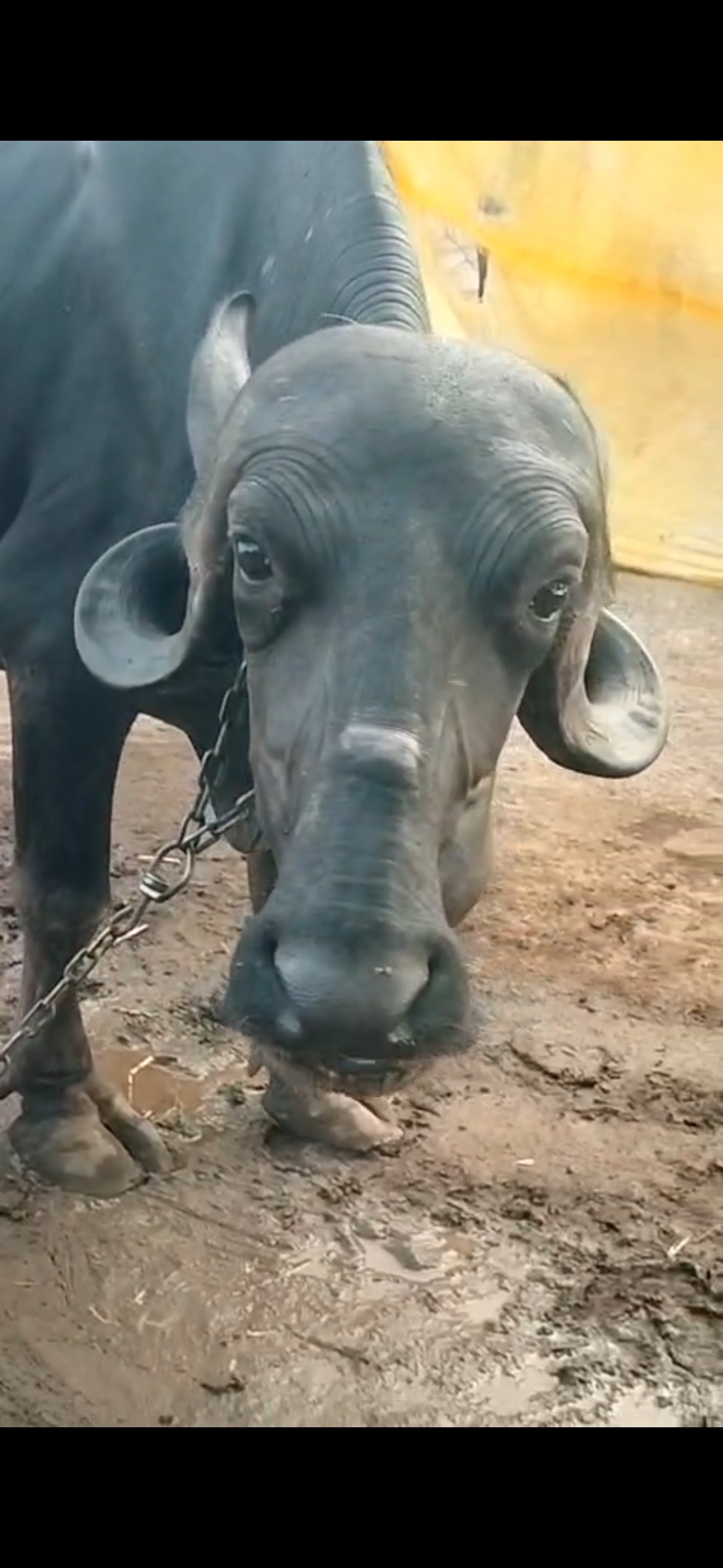 વેચાણ માટે 4