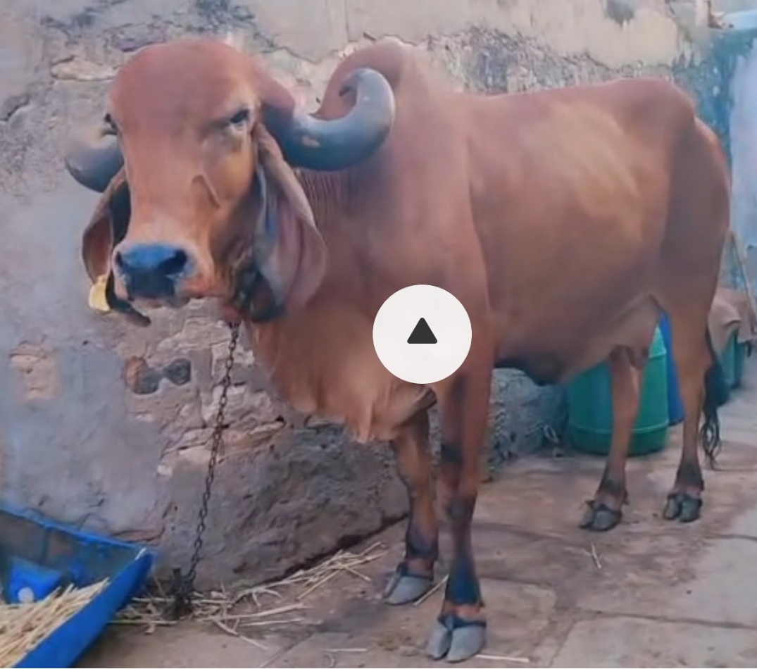 ₹75,000 માં  આપવાની છે‌‌ 20 દિવસ‌ નહી લે‌ બધી જવાબદારી વાળી