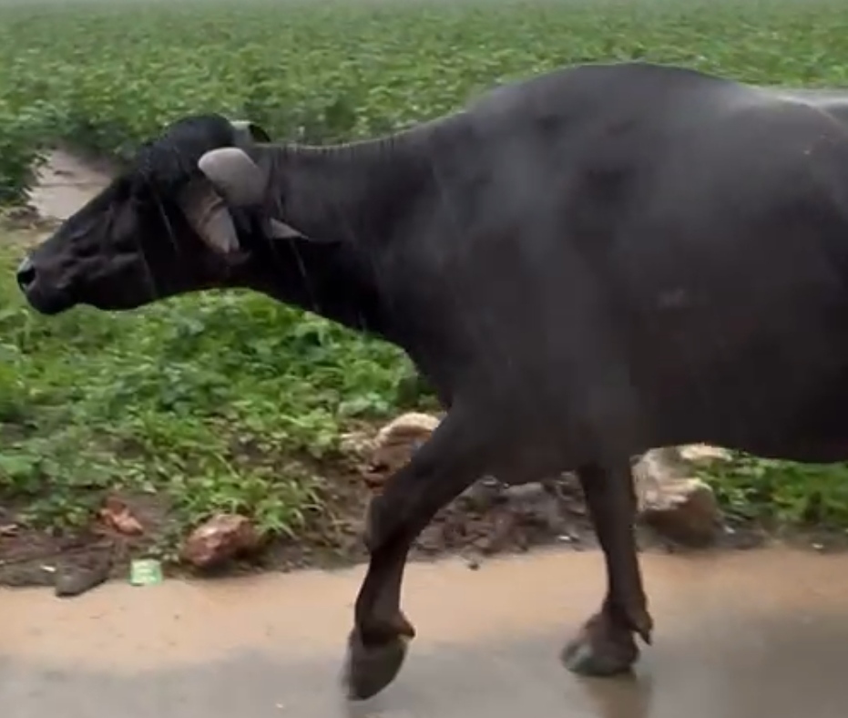 વેચાણ માટે