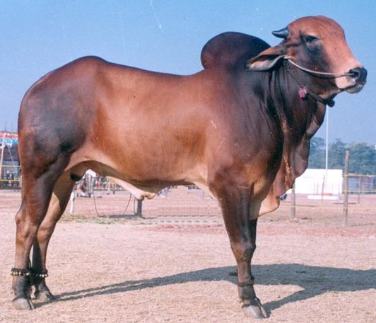 જાહેરાત