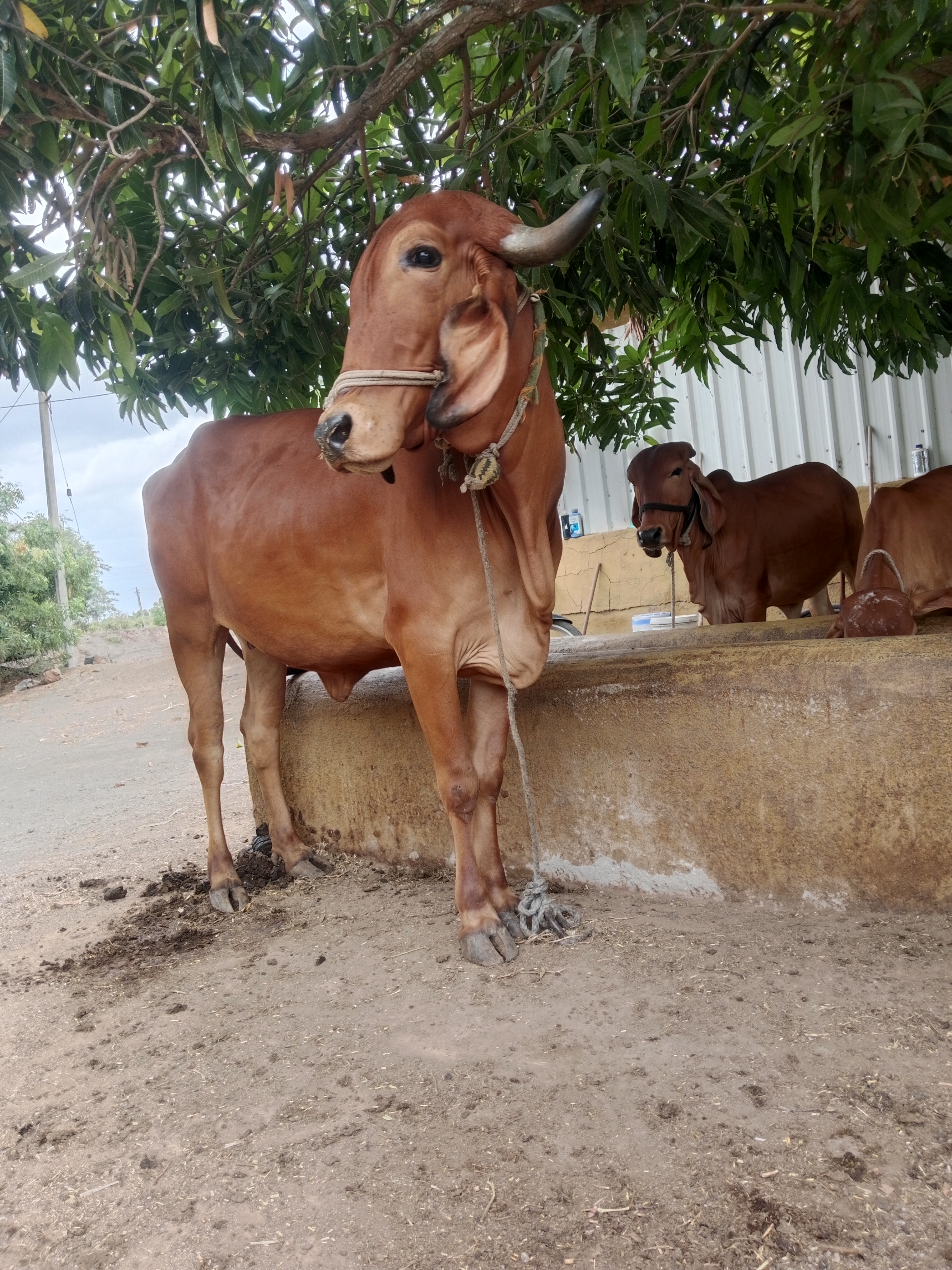 વેચાણ માટે