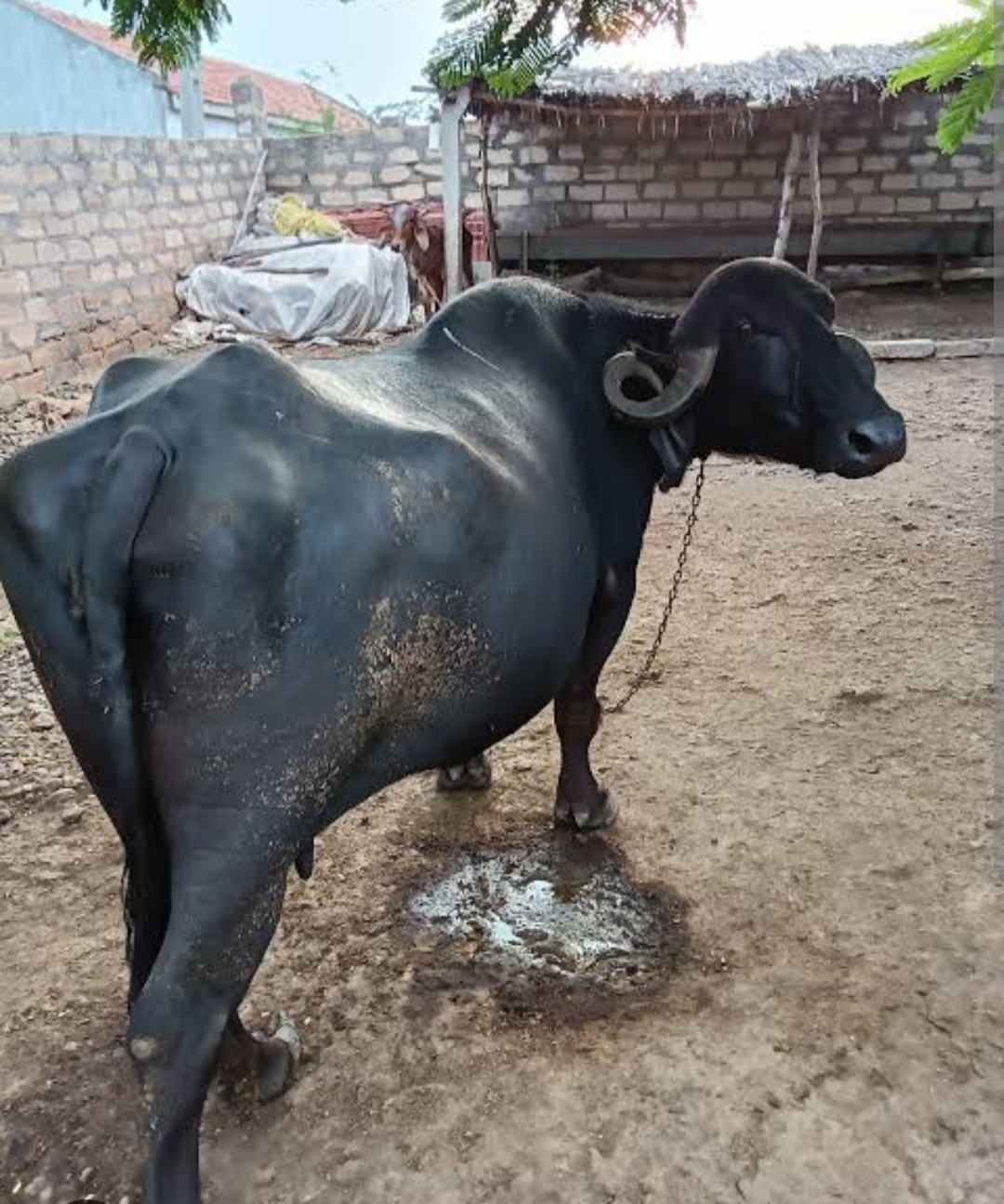 જાહેરાત