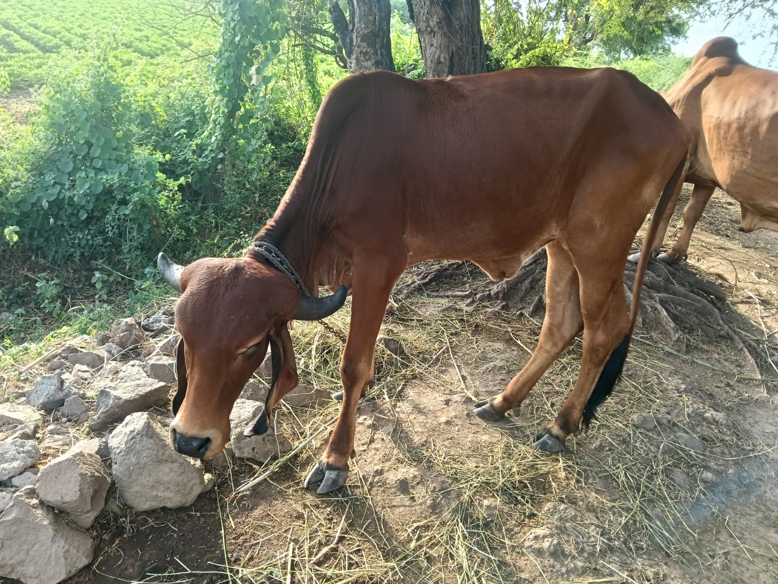 ₹5,100 માં  ગીર હોડકી વેચવાની છે અઢી વર્ષની છે