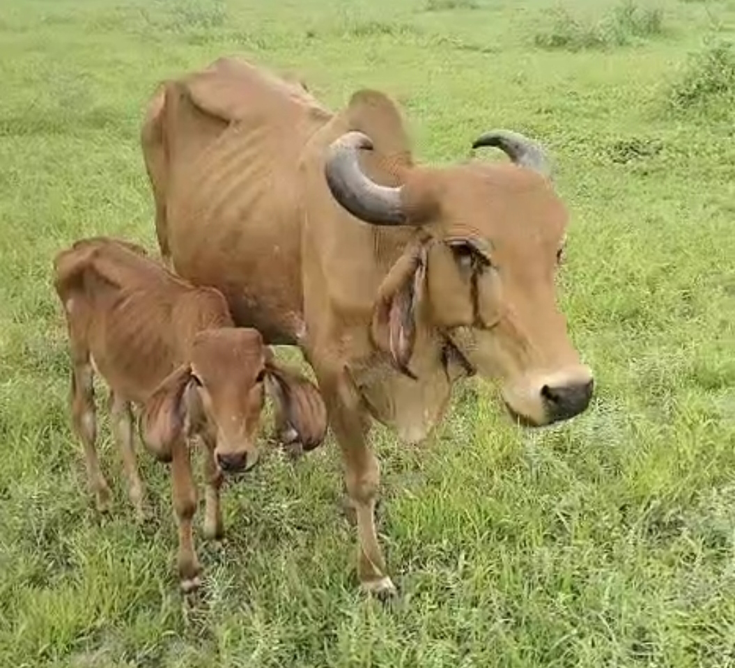 વેચાણ માટે