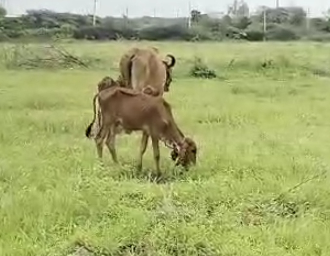 વેચાણ માટે 3
