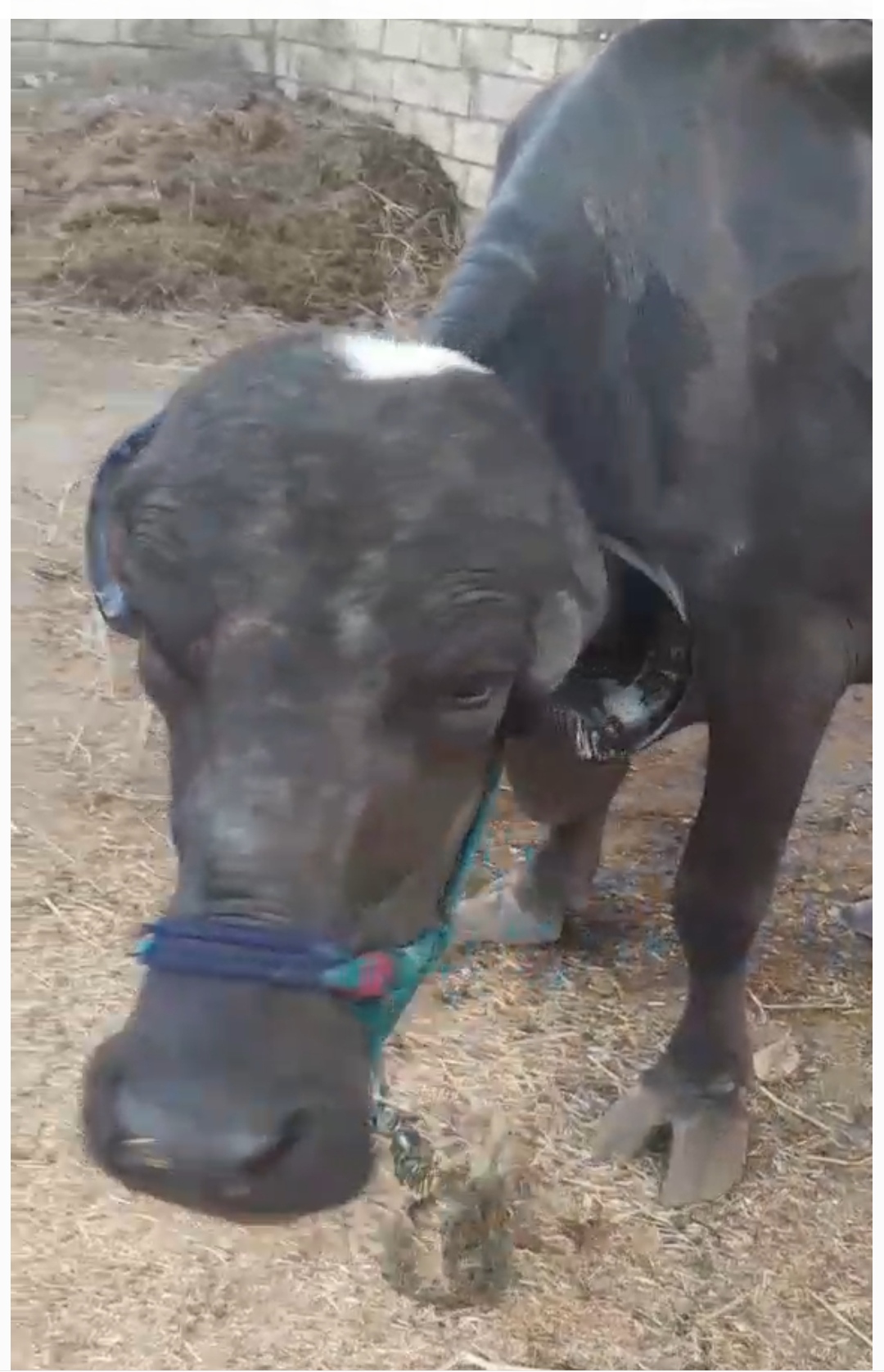વેચાણ માટે 2