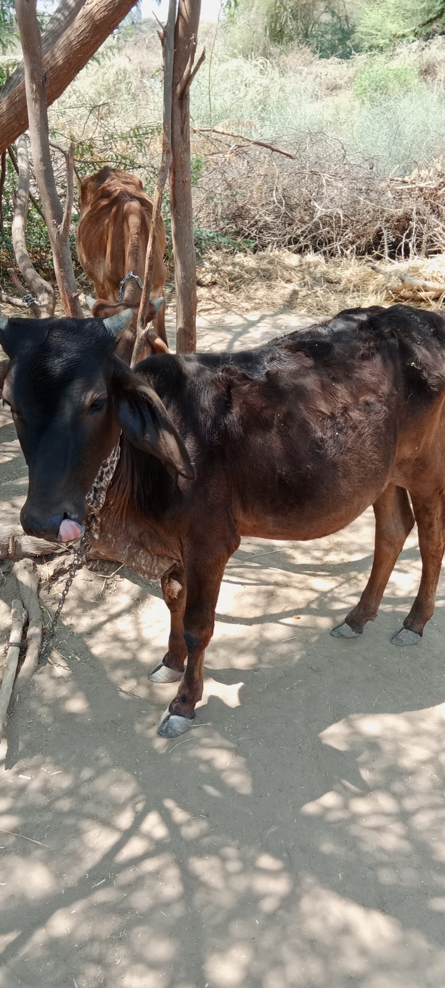 એક ગાય અને બે રડીયો વેચાણ માટે છે 2