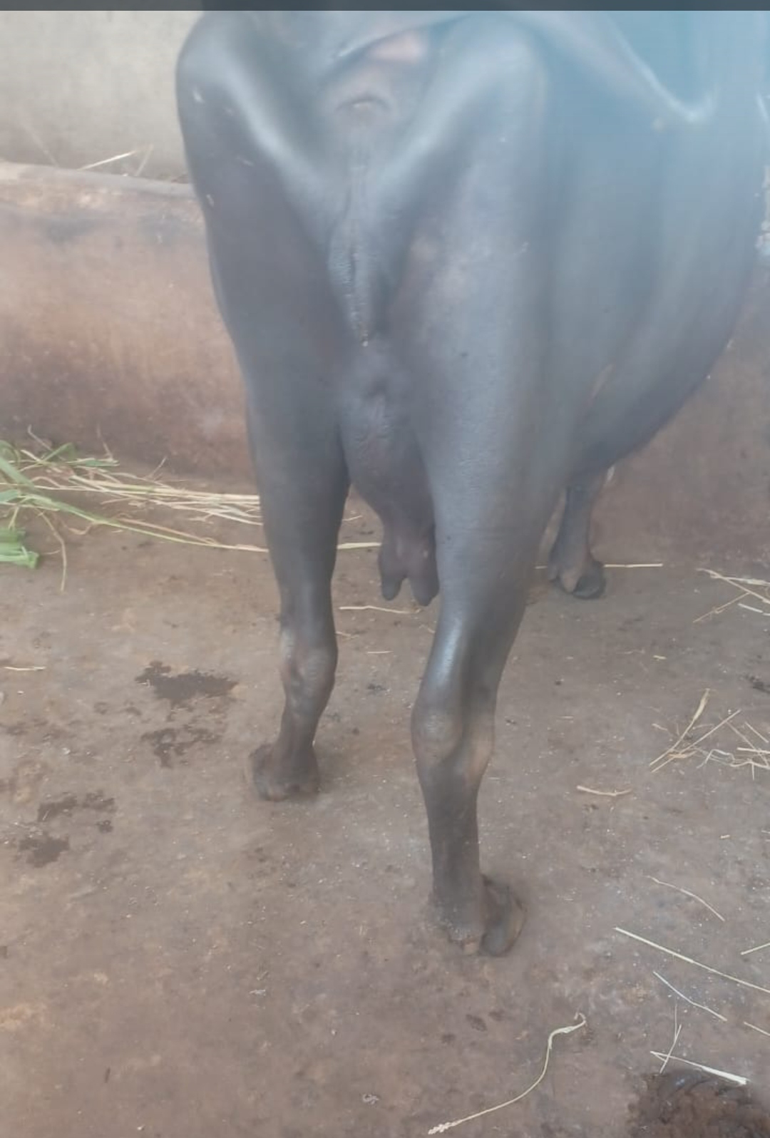 6.5 -7  લીટર દૂધ આવતૂ બધી જવાબદારી 2