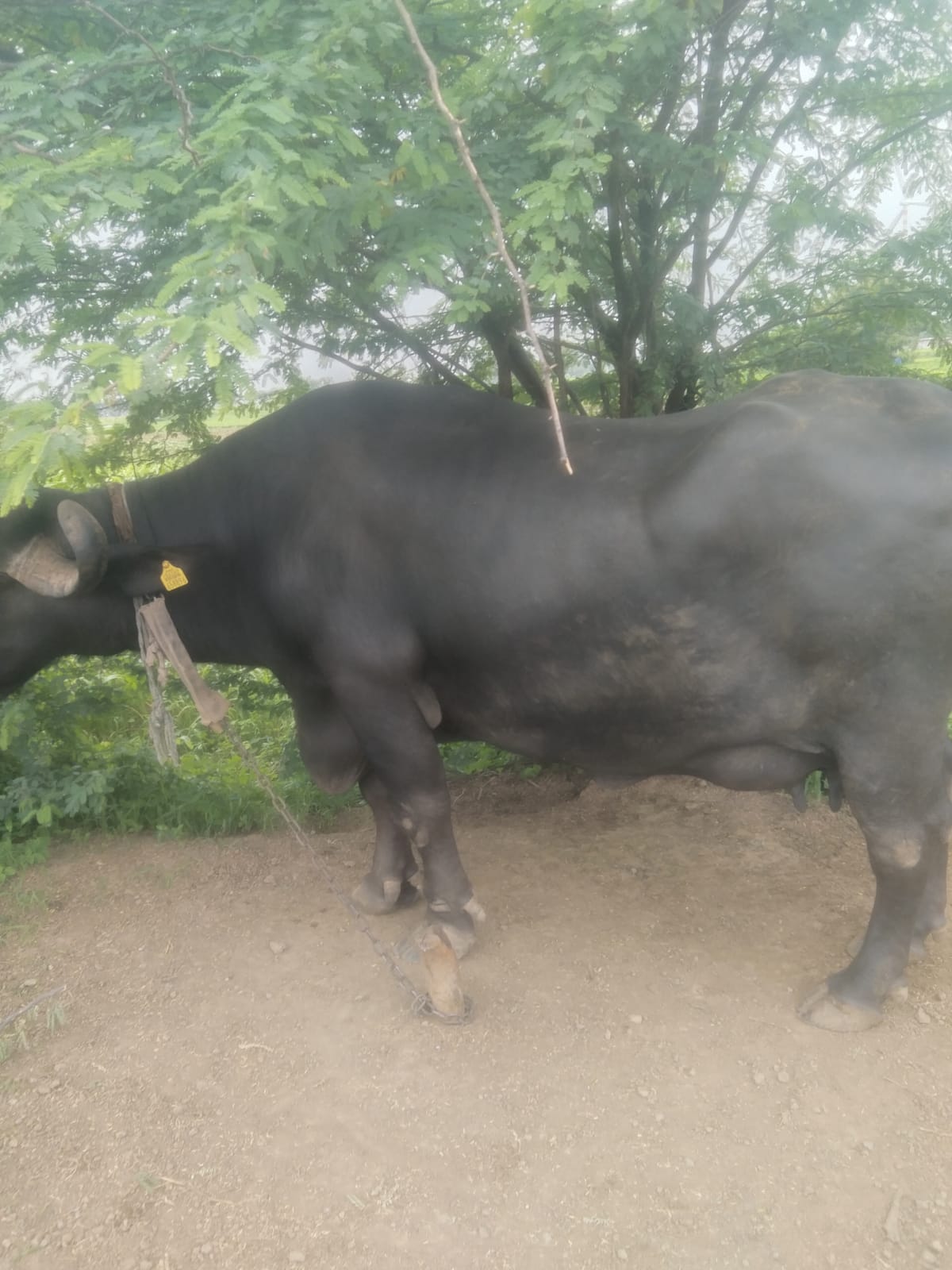 વેચાણ માટે 2