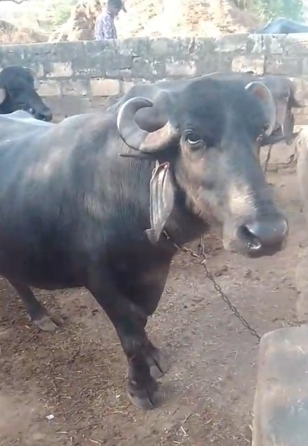 વેચાણ માટે