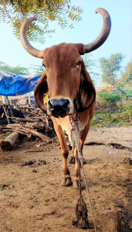 ₹60,000 માં  જાહેરાત