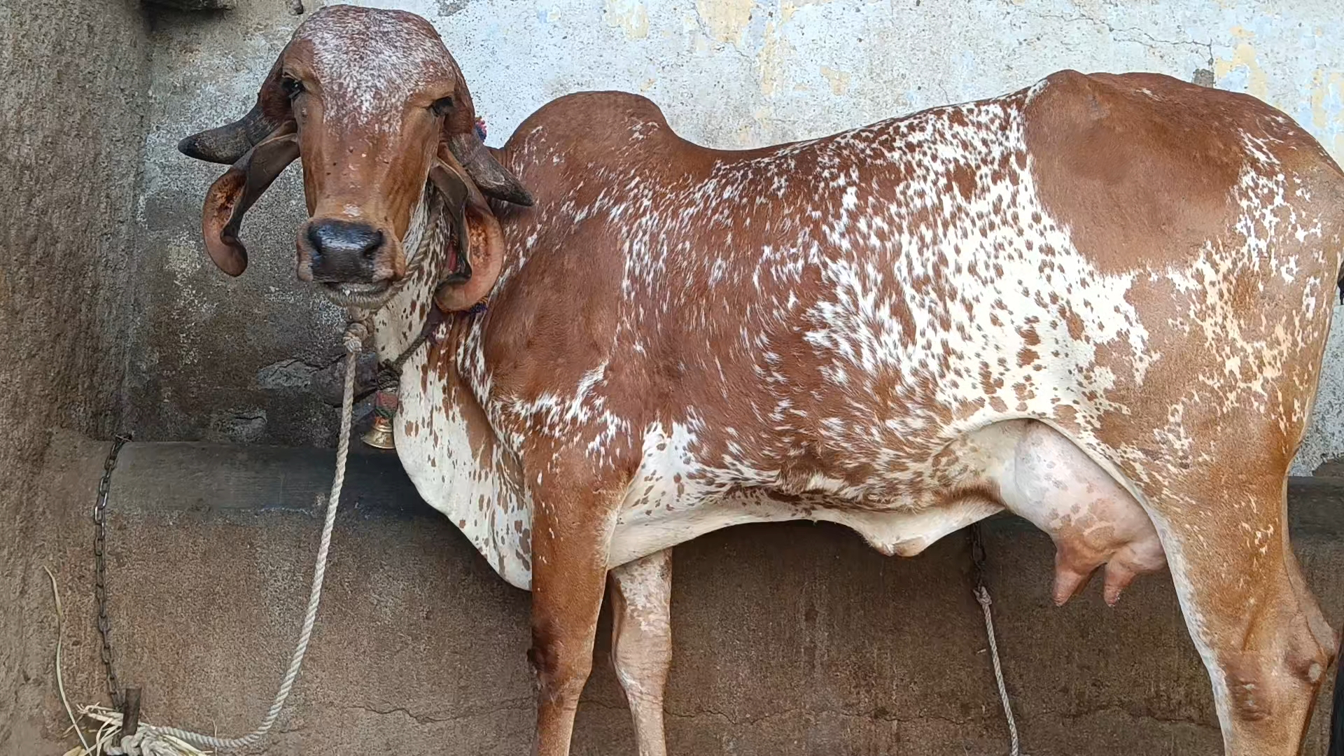 ₹51,000 માં  આ ગાય વેચવાની છે