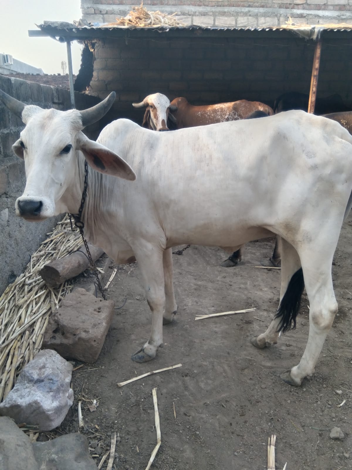 વેચાણ માટે 5