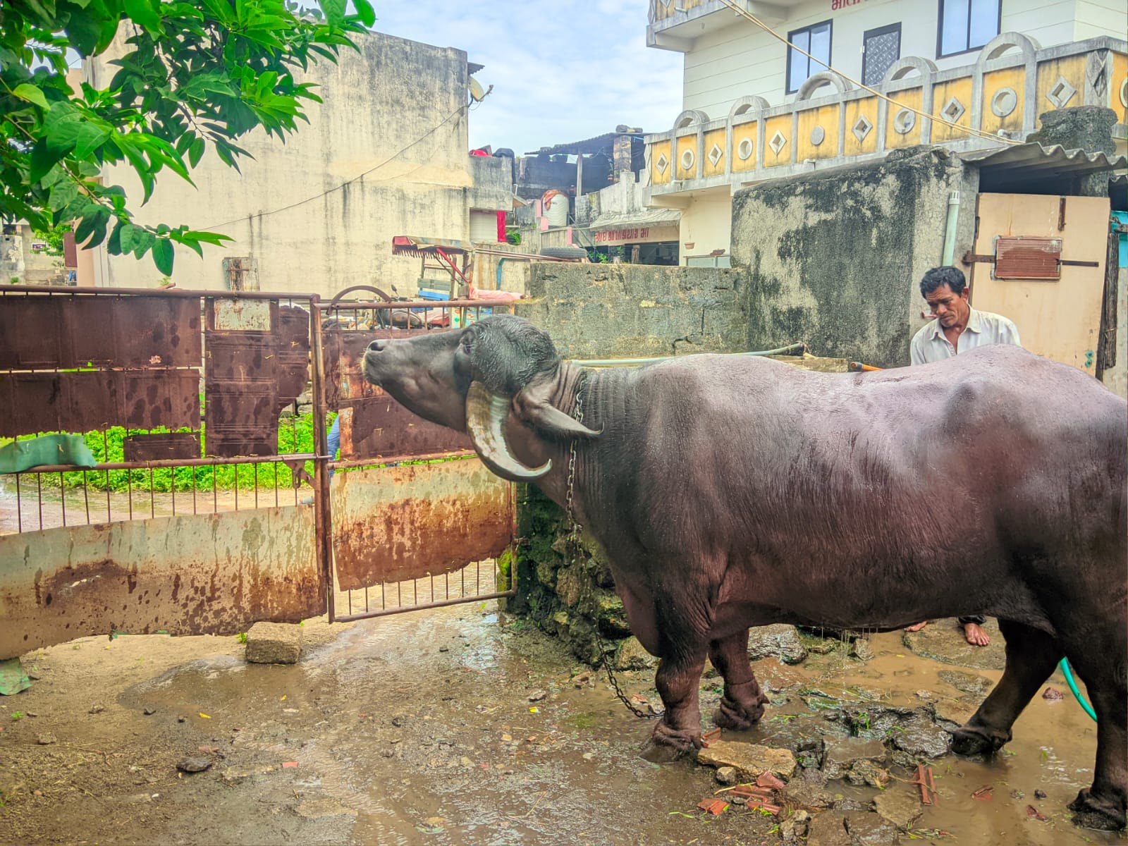 વેચાણ માટે